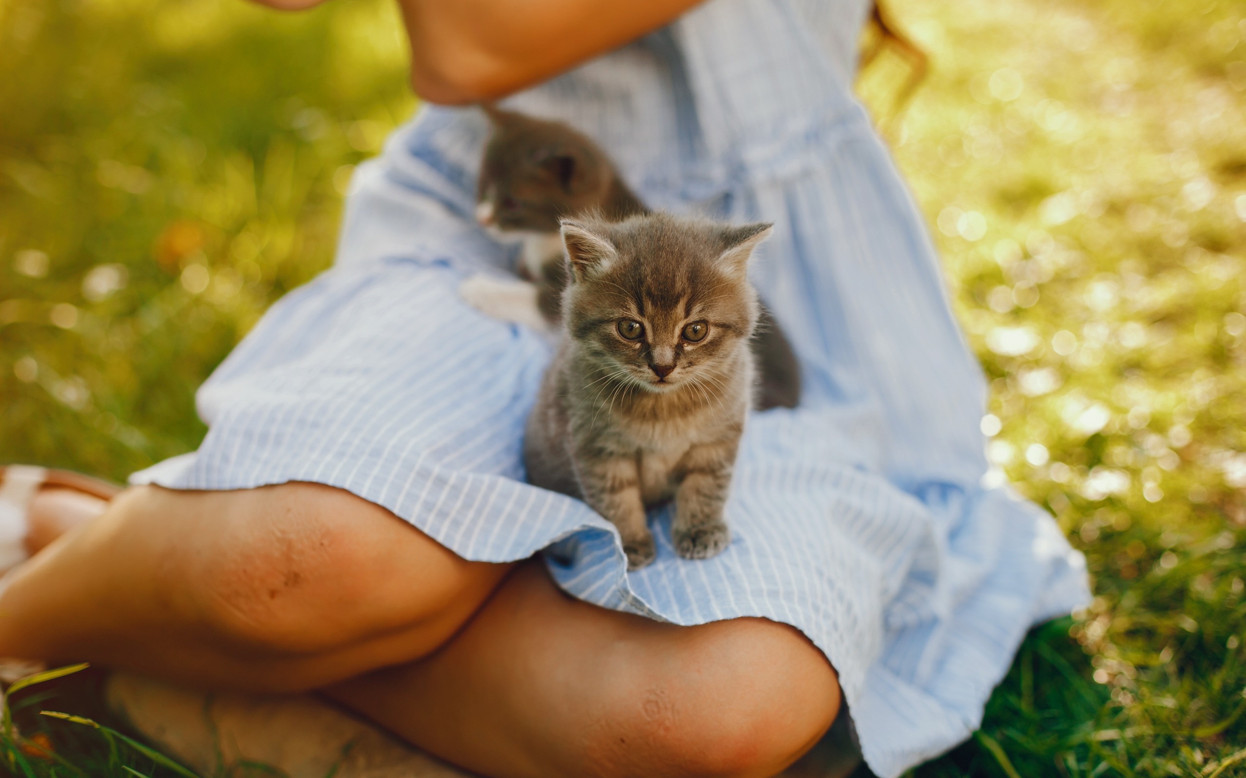 Женщины года кота. Девочка с котятами. Милые котята девочки. Девушка с котом Весна. Девушка с кошкой на коленях.