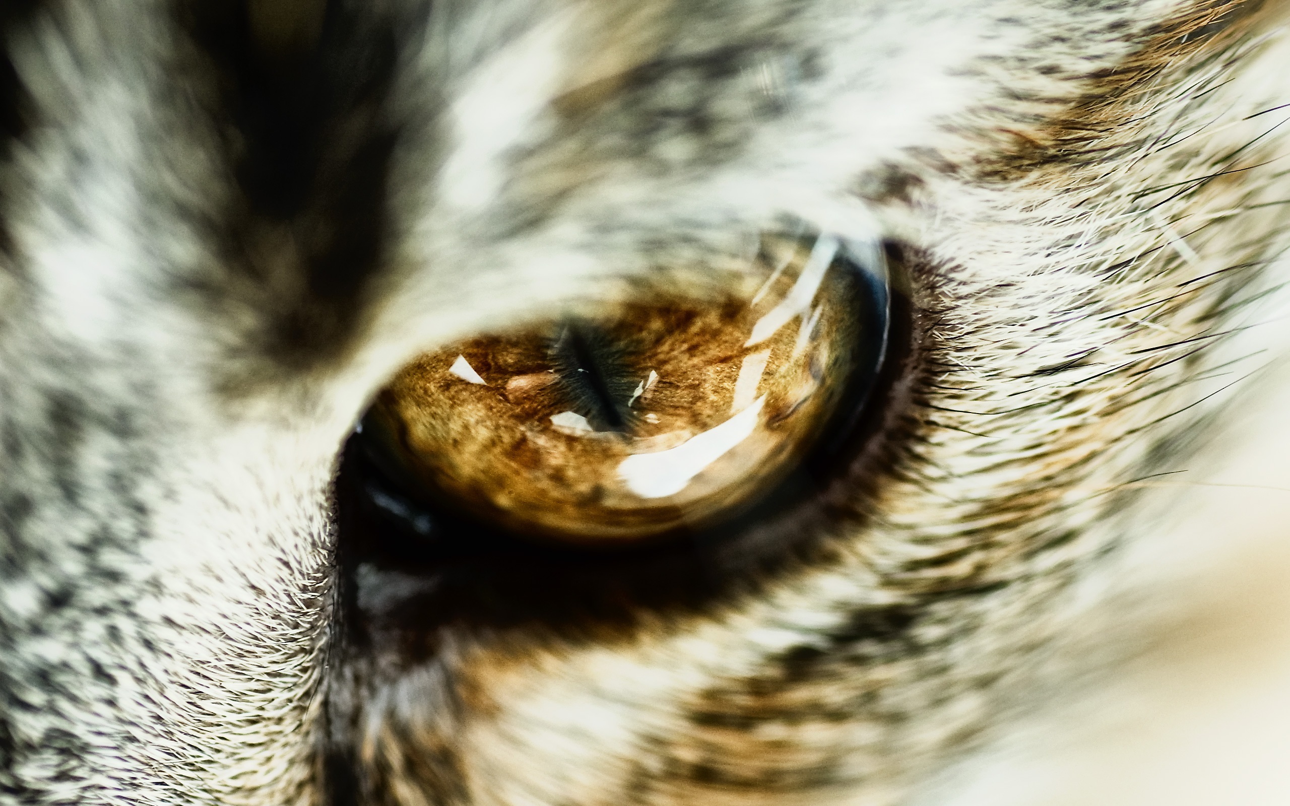 Обои глазки. Кошачий глаз. Необычные глаза животных. Глаза кошки картинки. Макросъемка глаза.