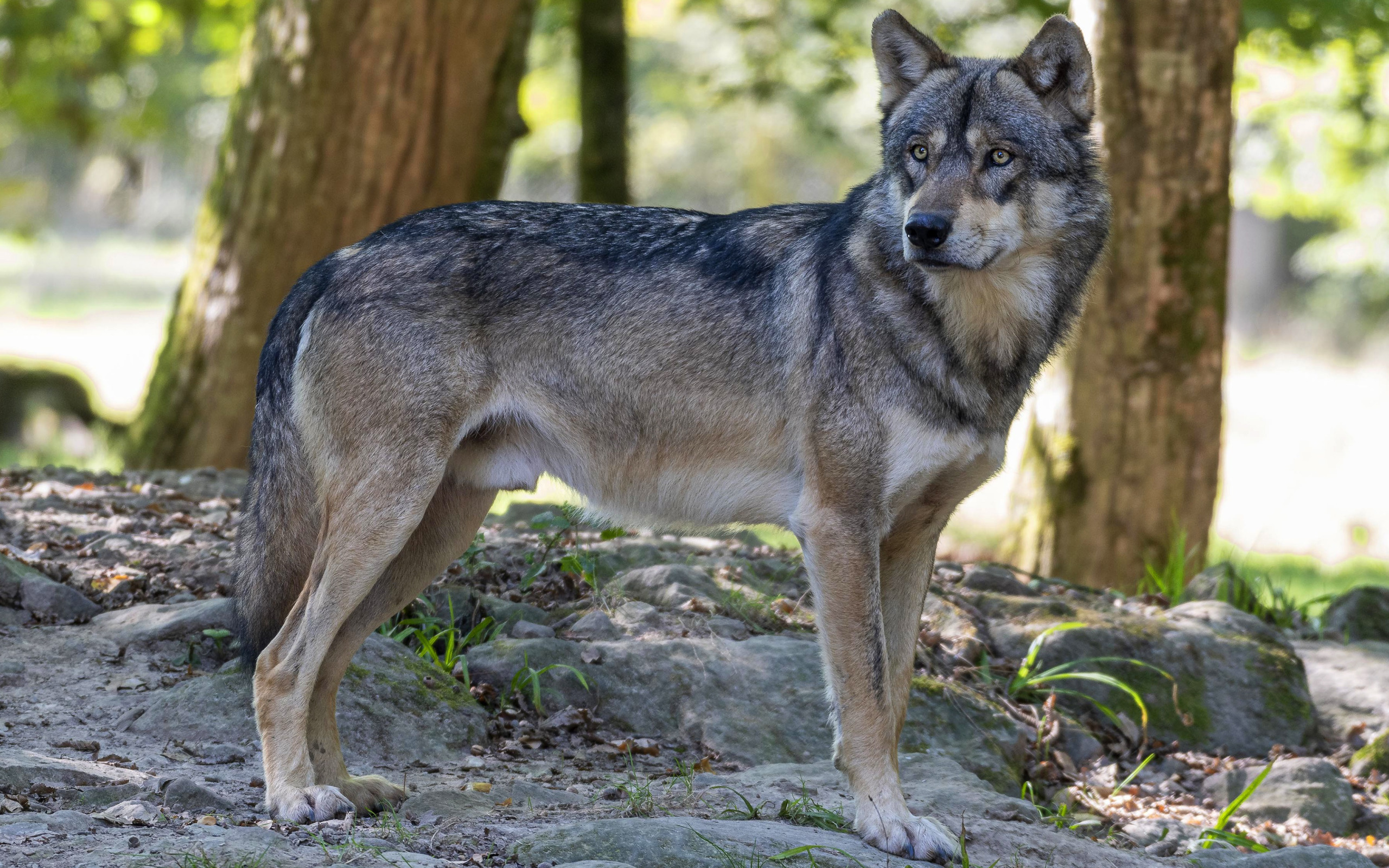 Серый волк дома. Волк серый. Японский серый волк. Серый волк охровой. Серый волк Оренбург.
