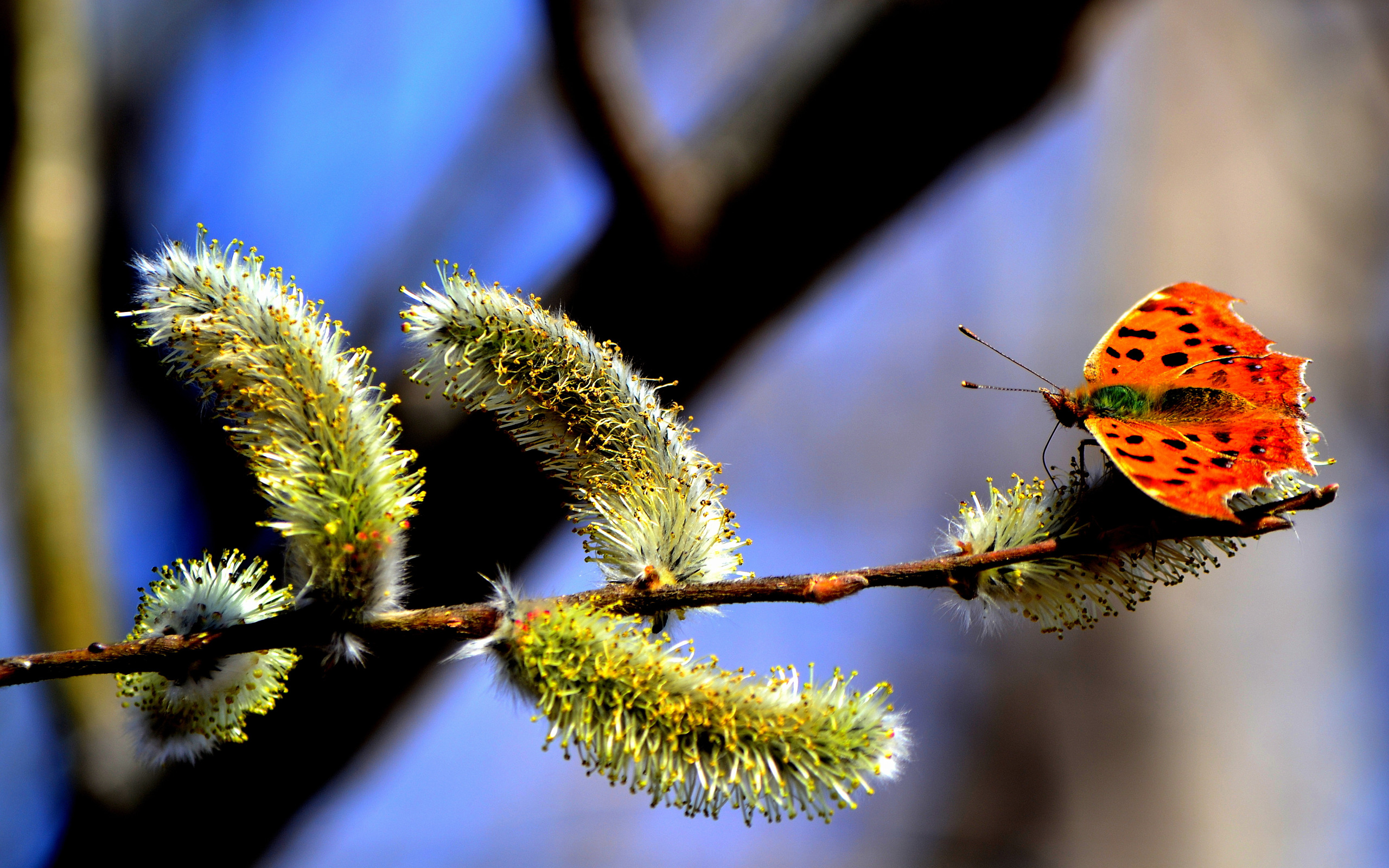 Пробуждение природы. Бабочка на ветке. Пыльца апрель