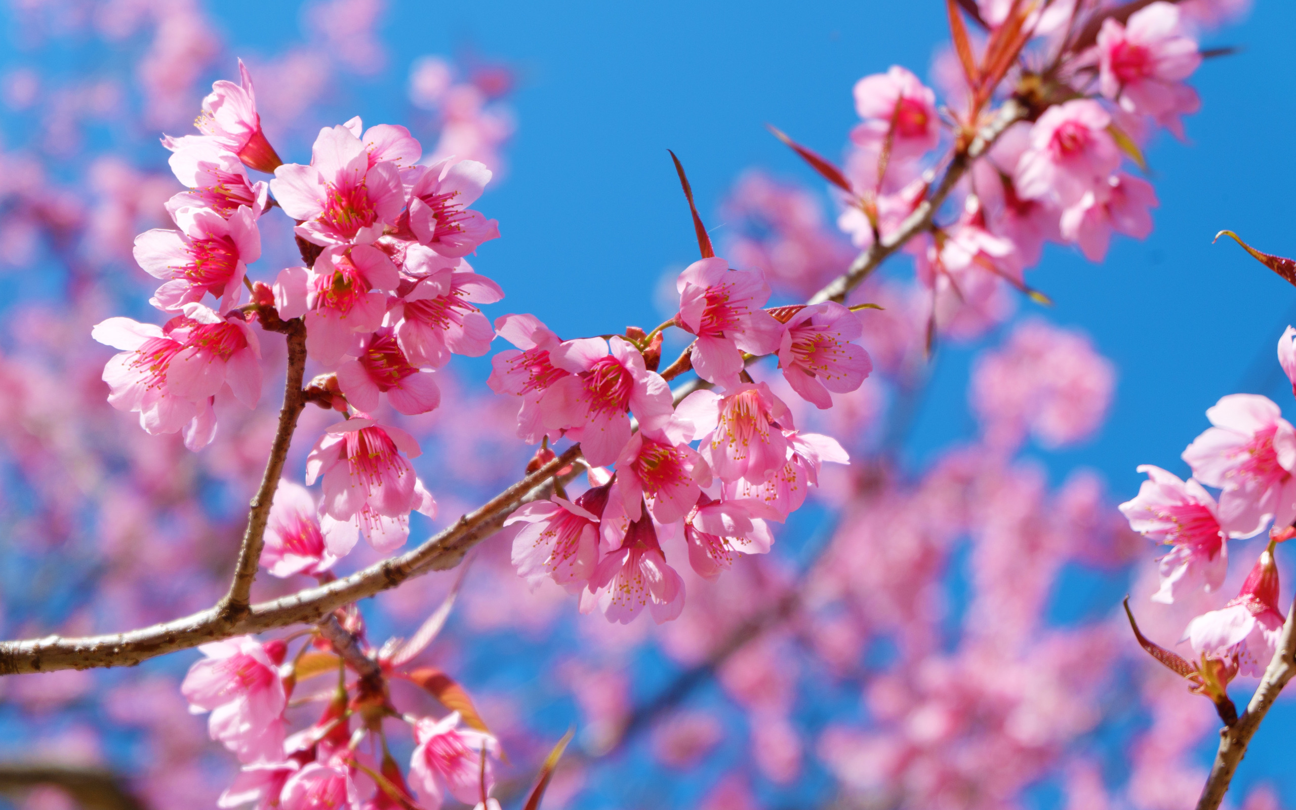 Хорошего апреля картинки красивые. Цветение деревьев весной. Сакура. Весенние картинки.