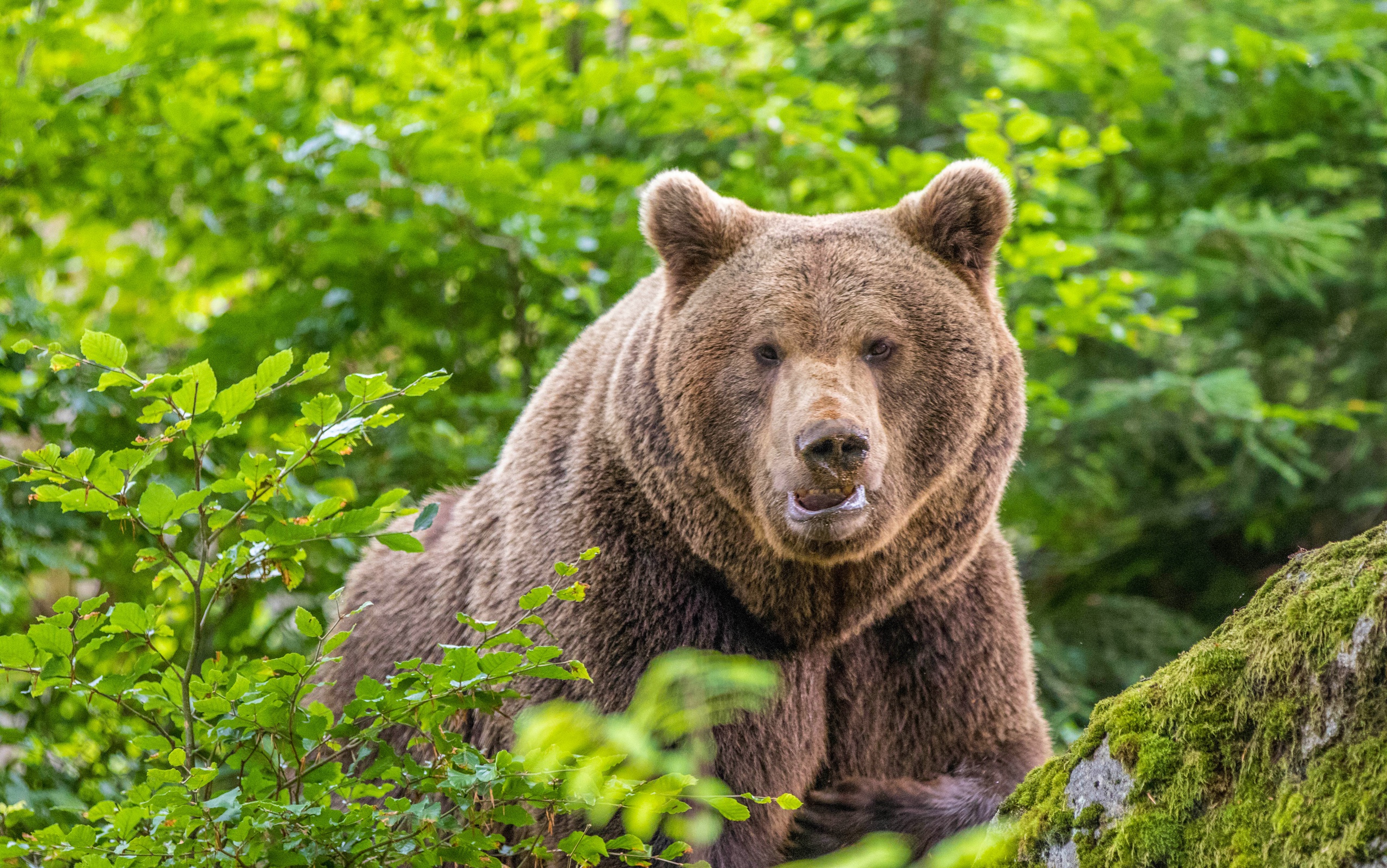 He bear. Широколиственные леса бурый медведь. Широколиственный лес животные бурый медведь. Бурый медведь смешанные леса. Бурый медведь смешанных лесов.