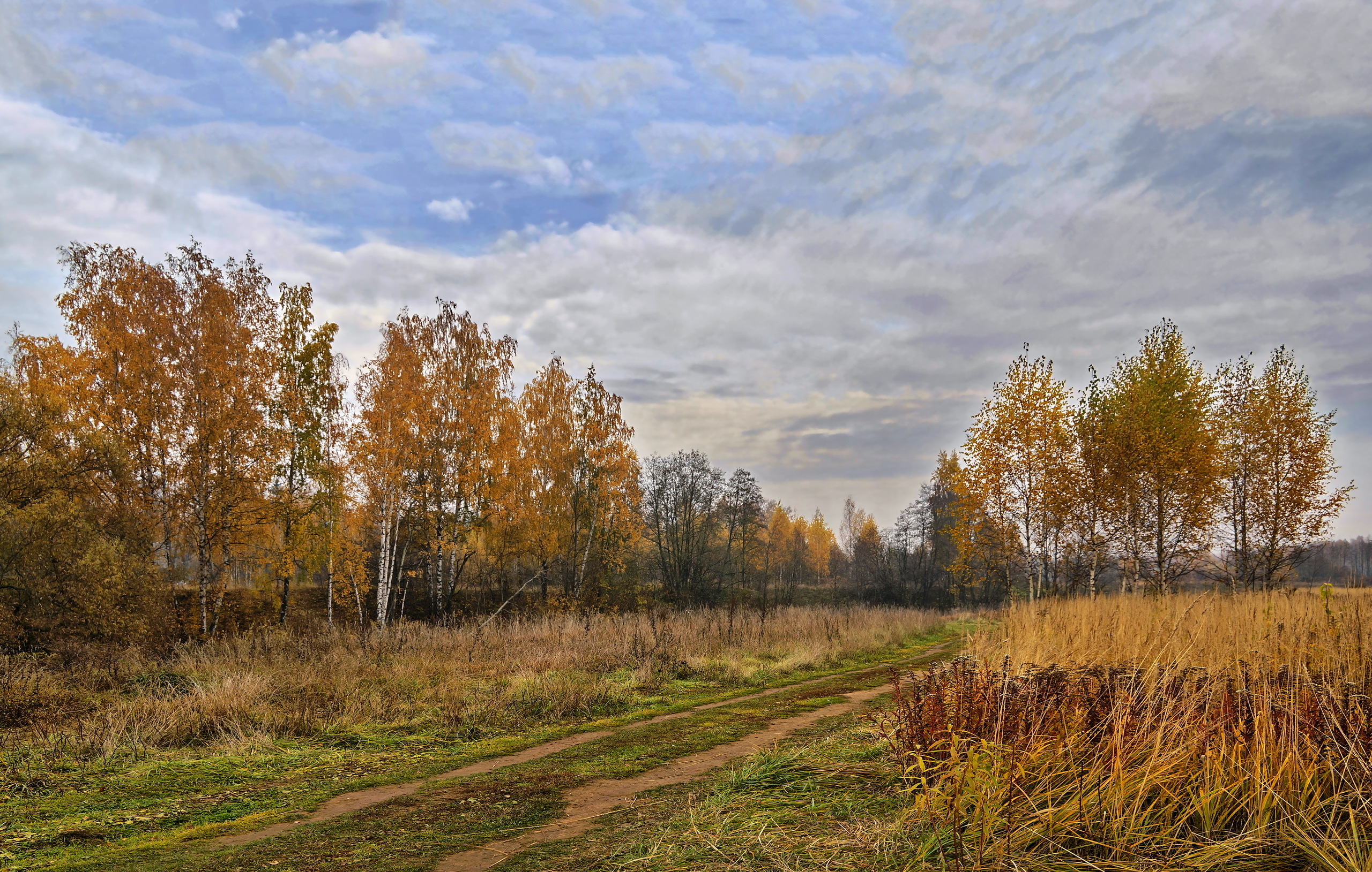 Средняя осень. Осень в России. Пейзажи России. Природа Подмосковья. Осенний лес вдали.