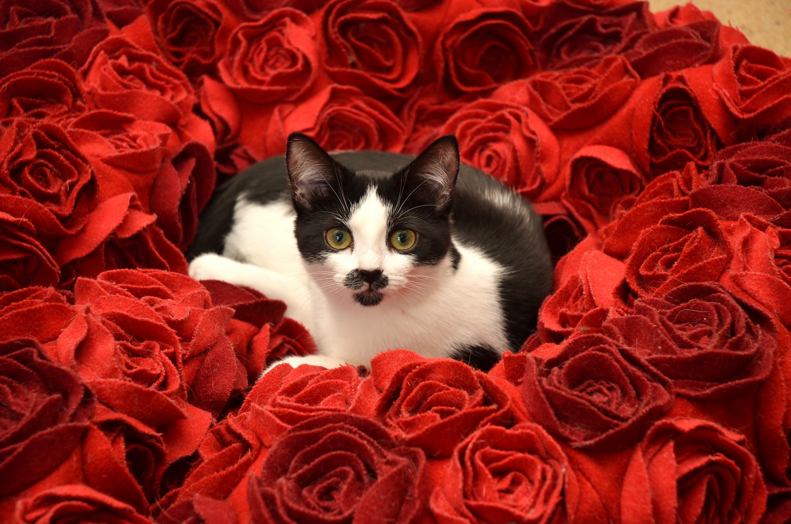 Прикольные розы картинки. Розы и котенок. Кошки с розами. Котик с цветами. Котенок в цветах.