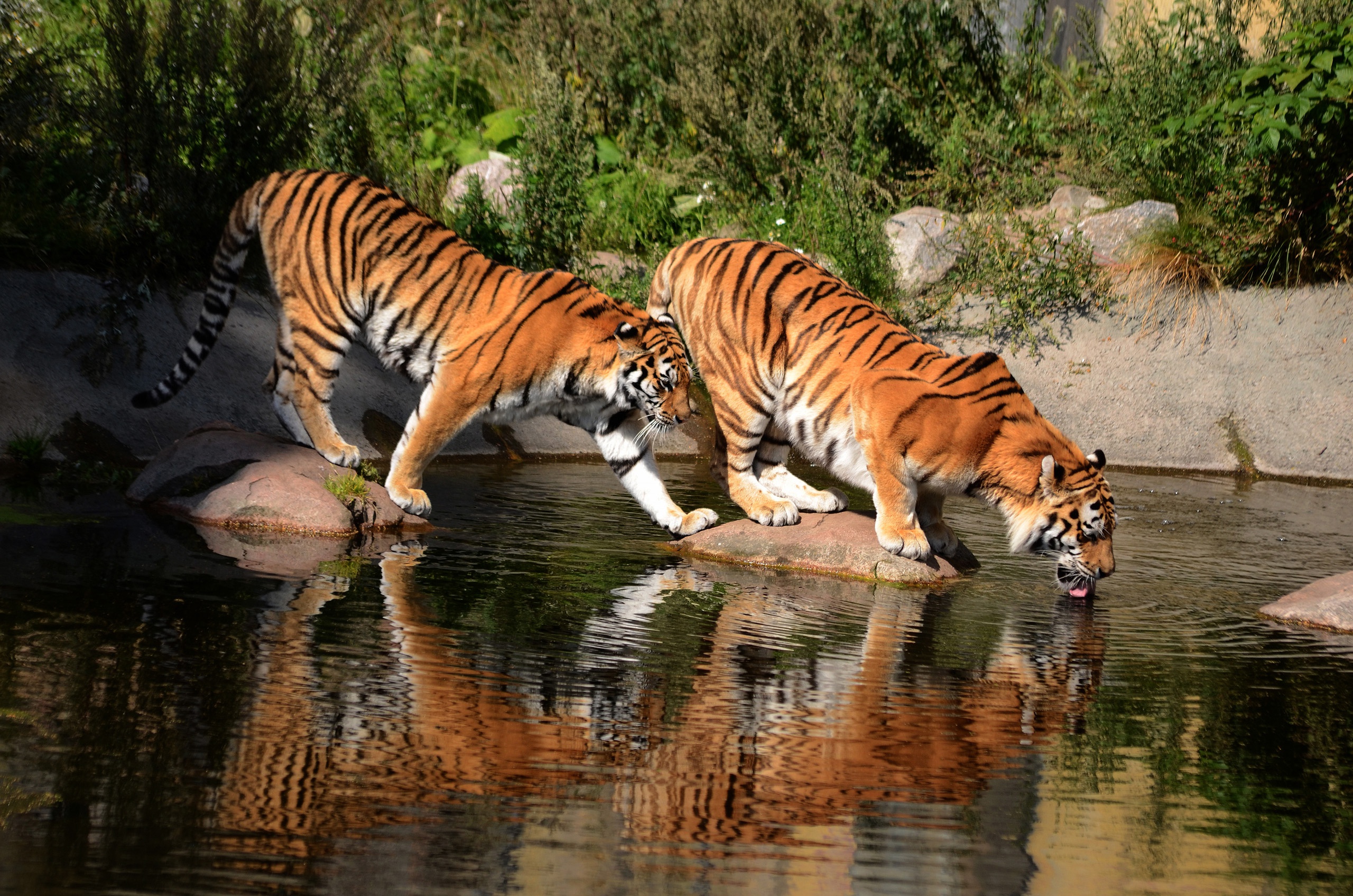 Тигр образует реку. Суматранский тигр и Амурский. Амурский тигр. Амурский тигр и бенгальский тигр. Амурский тигр на реке Амур.