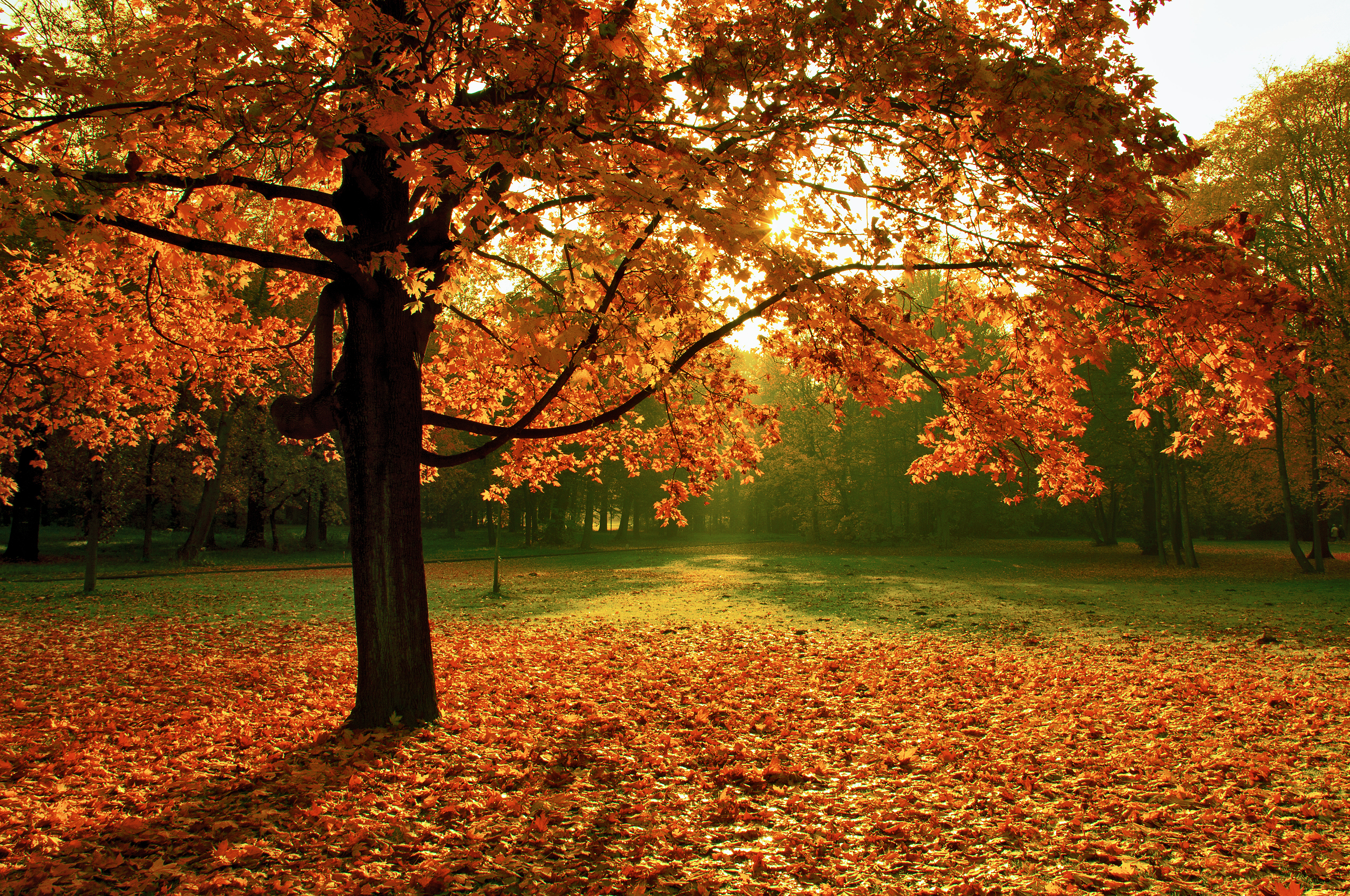 Осенью очень красиво. Красивая осень. Золотая осень. Обои осень. Осень картинки.