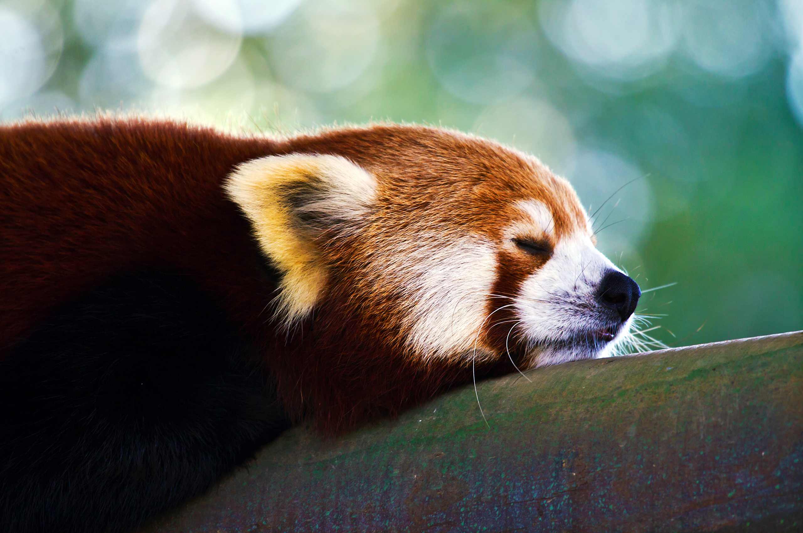 The red panda 8 grade