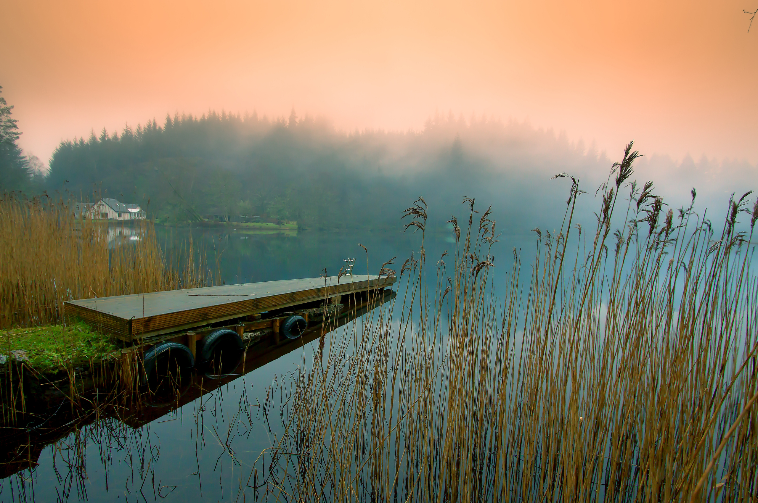 Трава на берегу озера. Кенозерский национальный парк рассвет туман. Пейзаж. Тихая природа. Умиротворяющий пейзаж.