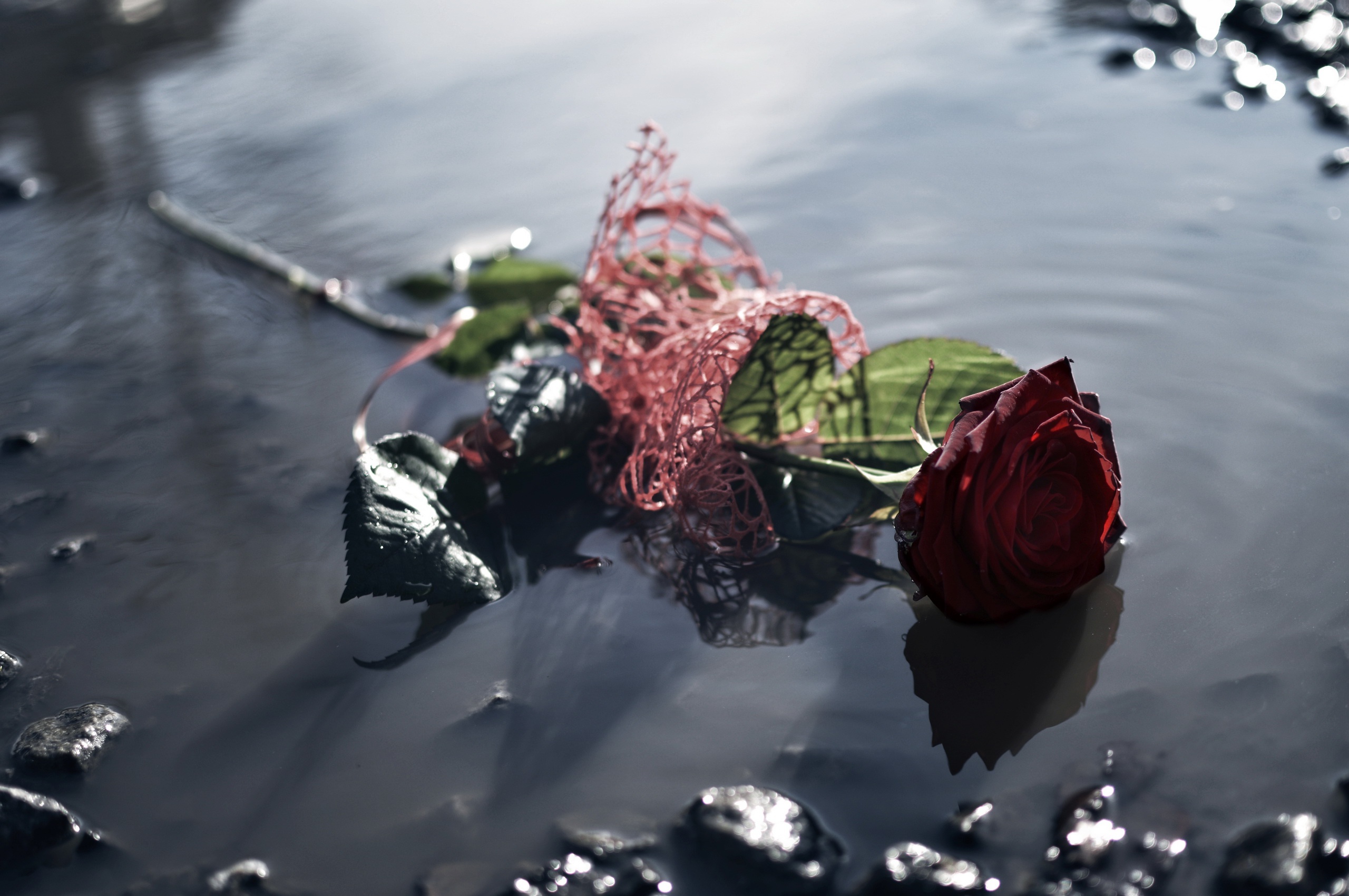 Сорванные цветы. Розы в воде. Розы плавающие в воде. Цветок в луже.
