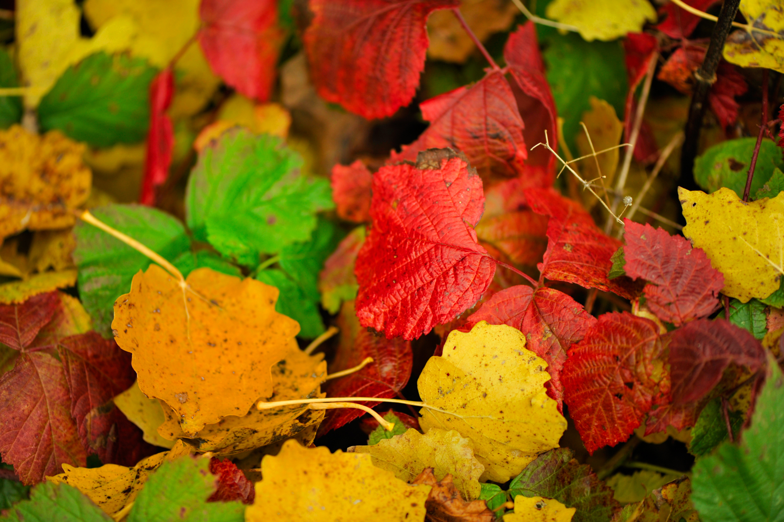 Красный золотой осень. Осень листья. Разноцветные листья. Осенняя листва. Желто красная осень.