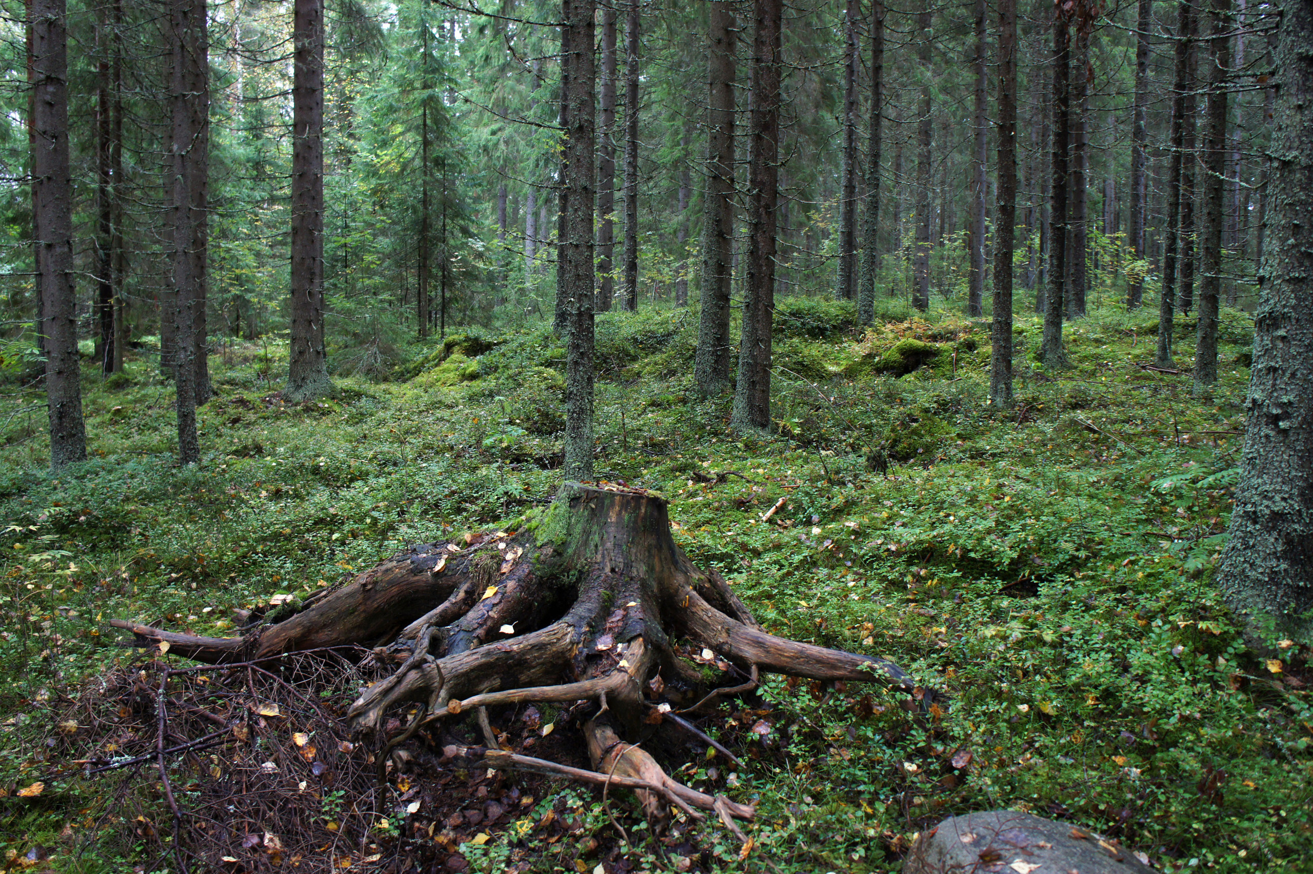 Какой корень лесов. Корни деревьев в лесу. Поваленное дерево в лесу. Пенек в лесу. Пень дерева в лесу.
