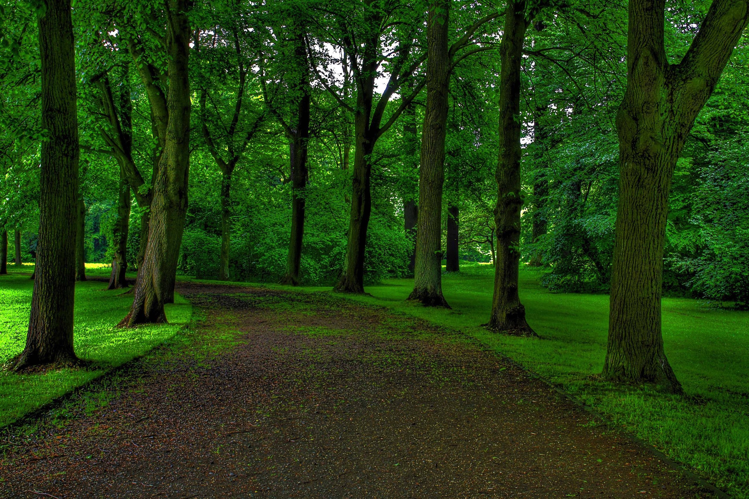 Park road. Зеленый парк. Парк в лесу. Лесной парк. Деревья в парке.