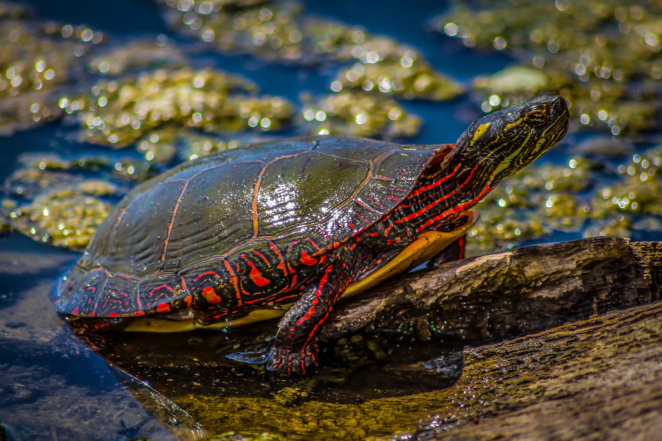 Как зимуют черепахи. Сицилийская Прудовая черепаха. Красноухая черепаха. Водные черепахи. Черепаха в пруду.