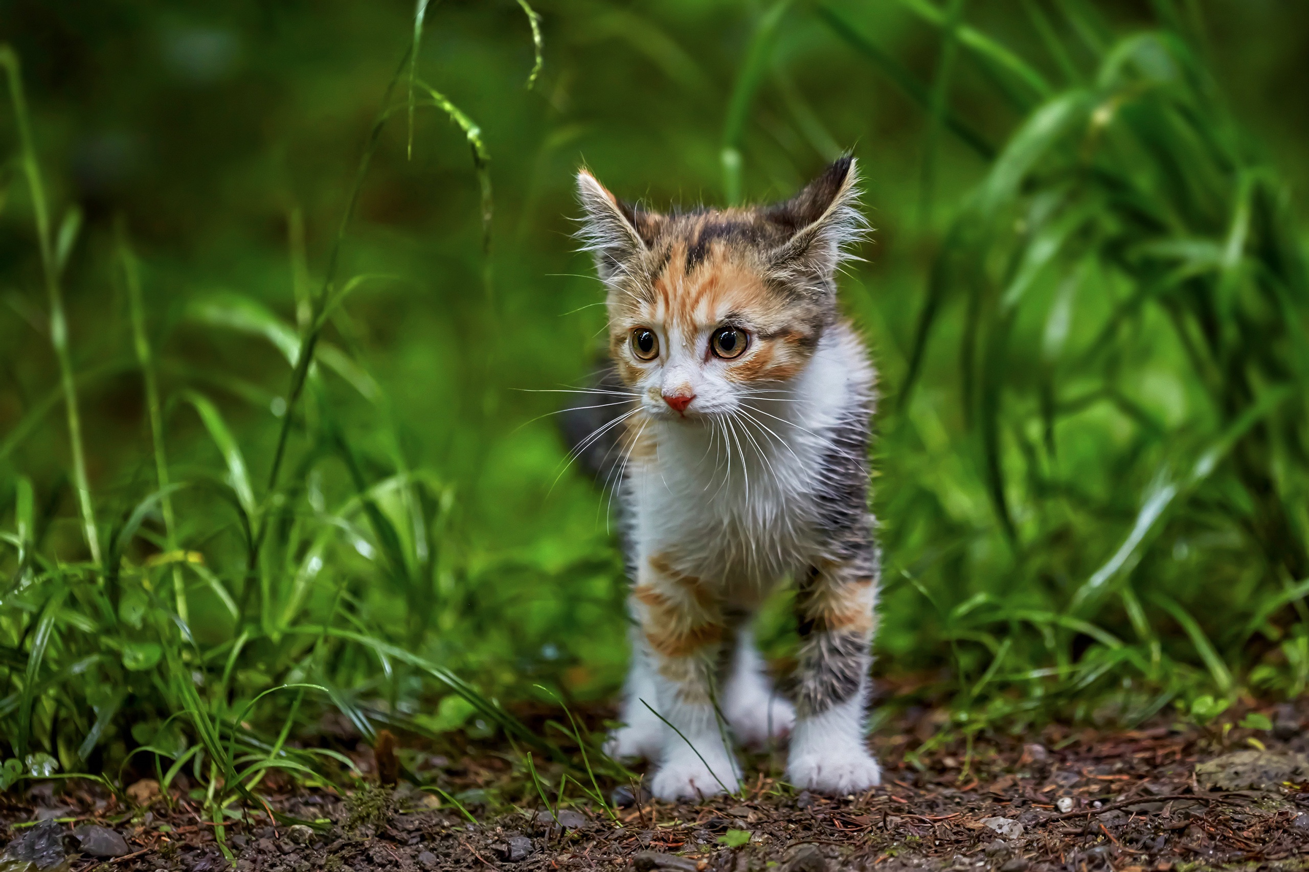 Стоящий котенок. Котенок стоит. Котика Сикандар. Котенок стоит над лежащим котенокм.