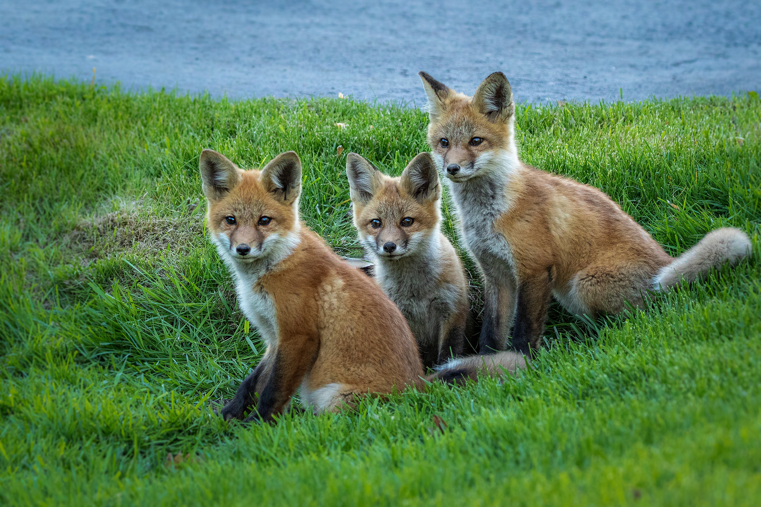 Many fox. Три лисы. Лиса с лисятами. Милые лисята. Маленький Лисенок.
