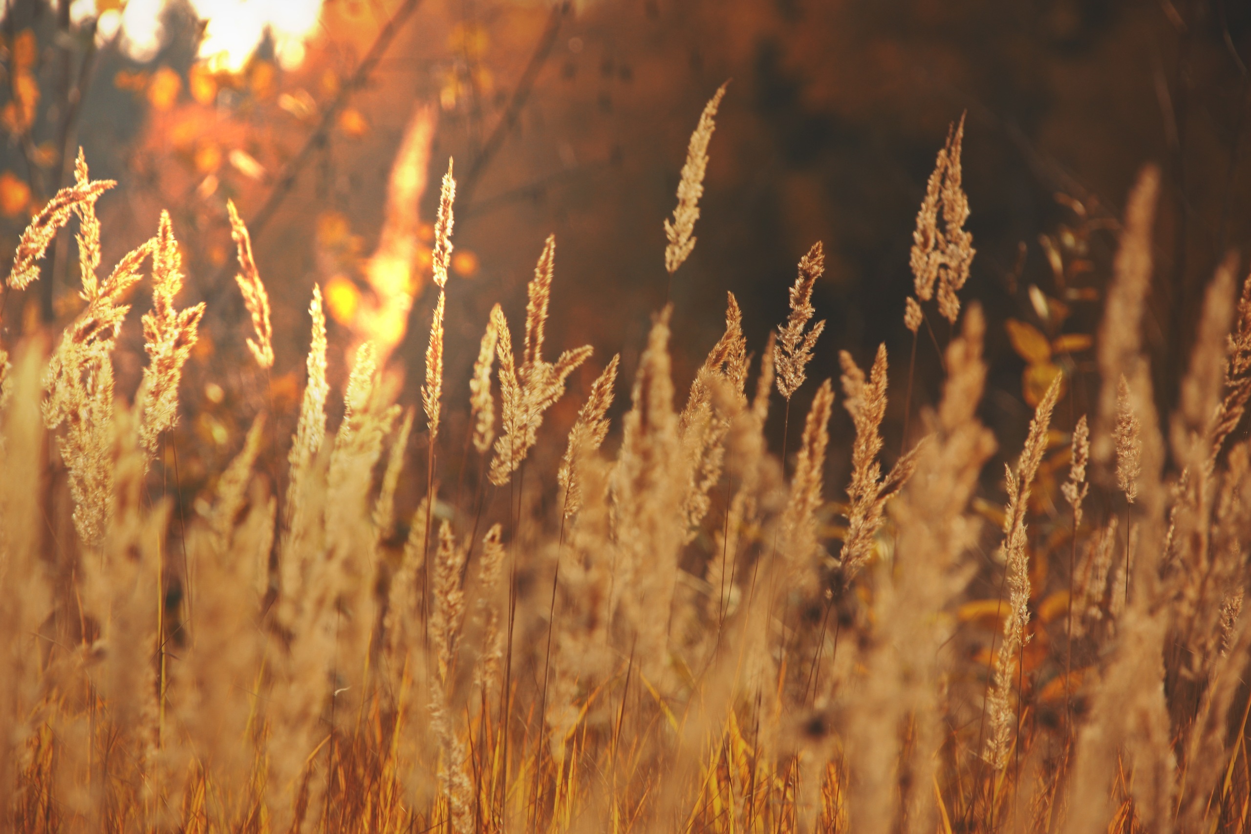 Осень какая трава. Колосья пшеницы. Сухая трава. Колосья травы. Осенняя трава.