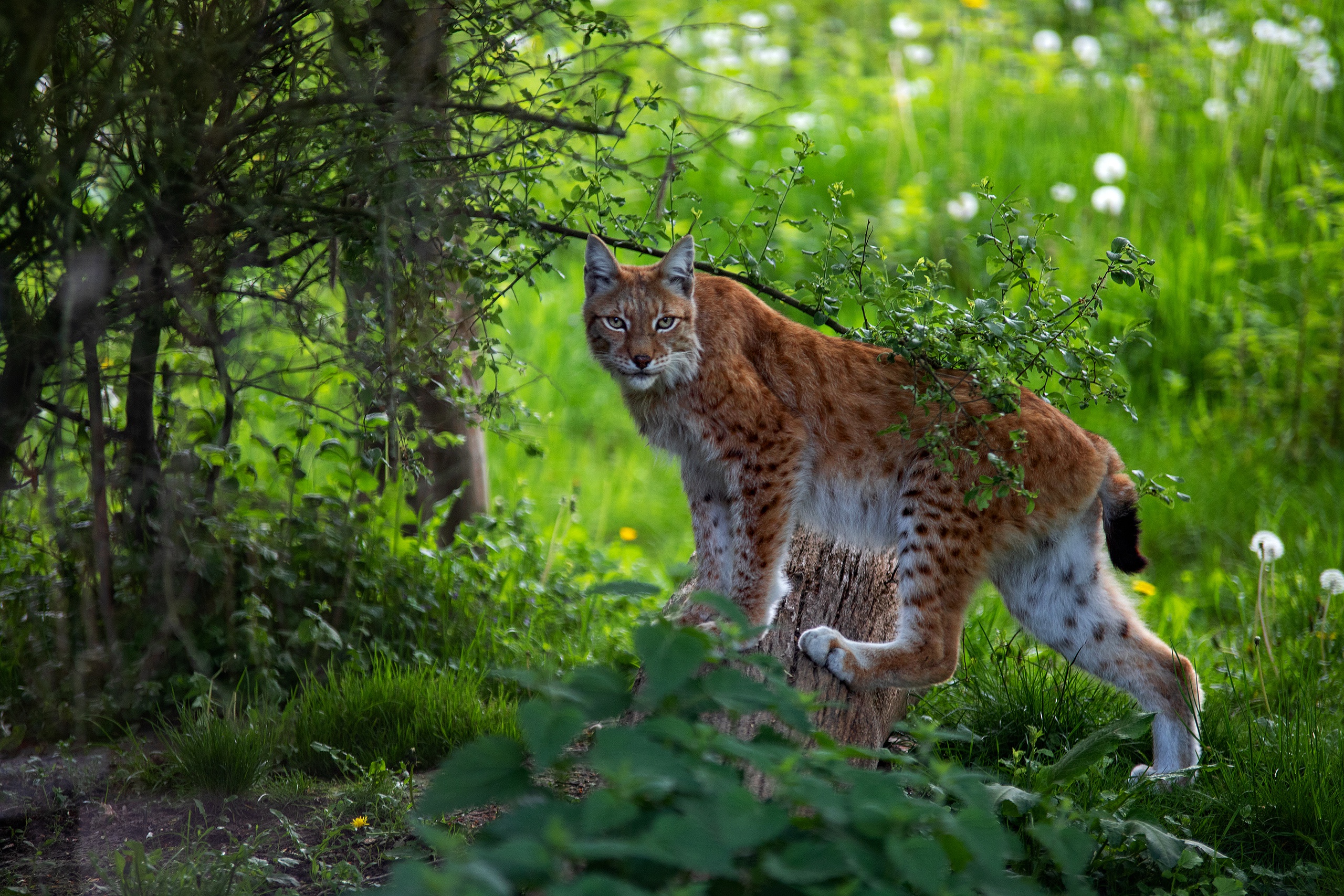 Замена рыси. Обыкновенная Рысь. Рысь - Lynx Lynx (Linnaeus, 1758). Рысь обыкновенная с рысятами. Рысь Лесная кошка.