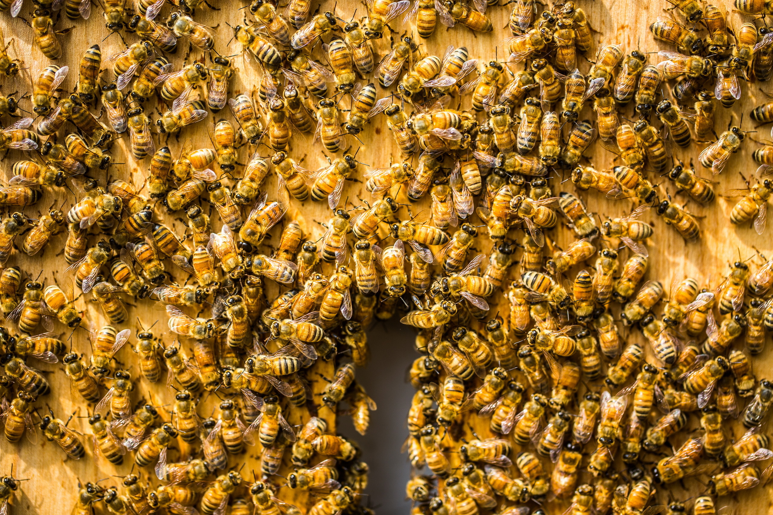 Почему много пчел