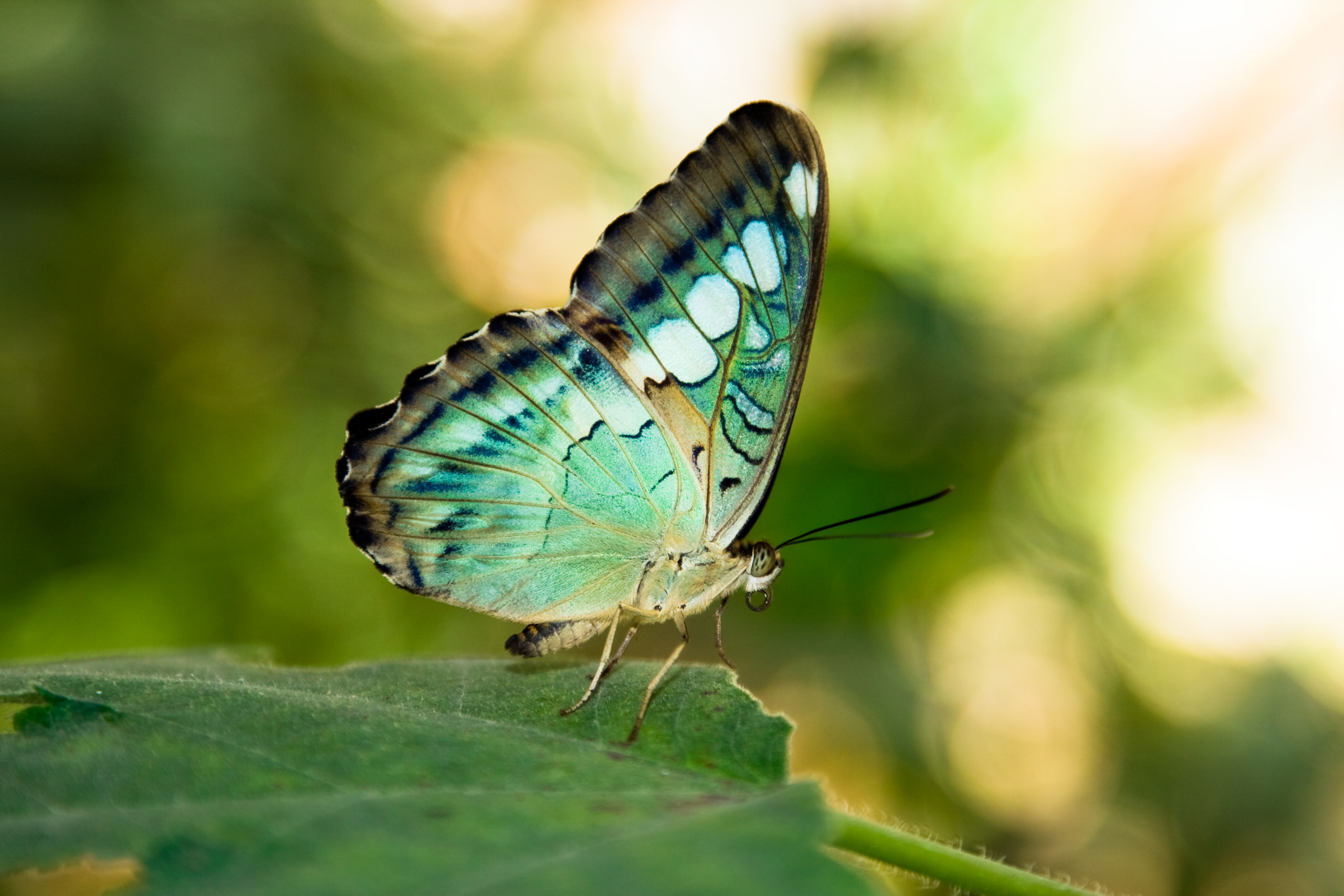 Желто зеленая бабочка. Изумрудный Махаон бабочка. Бабочка парусник Палинур. Парусник Кочубей бабочка. Бирюзовые бабочки.