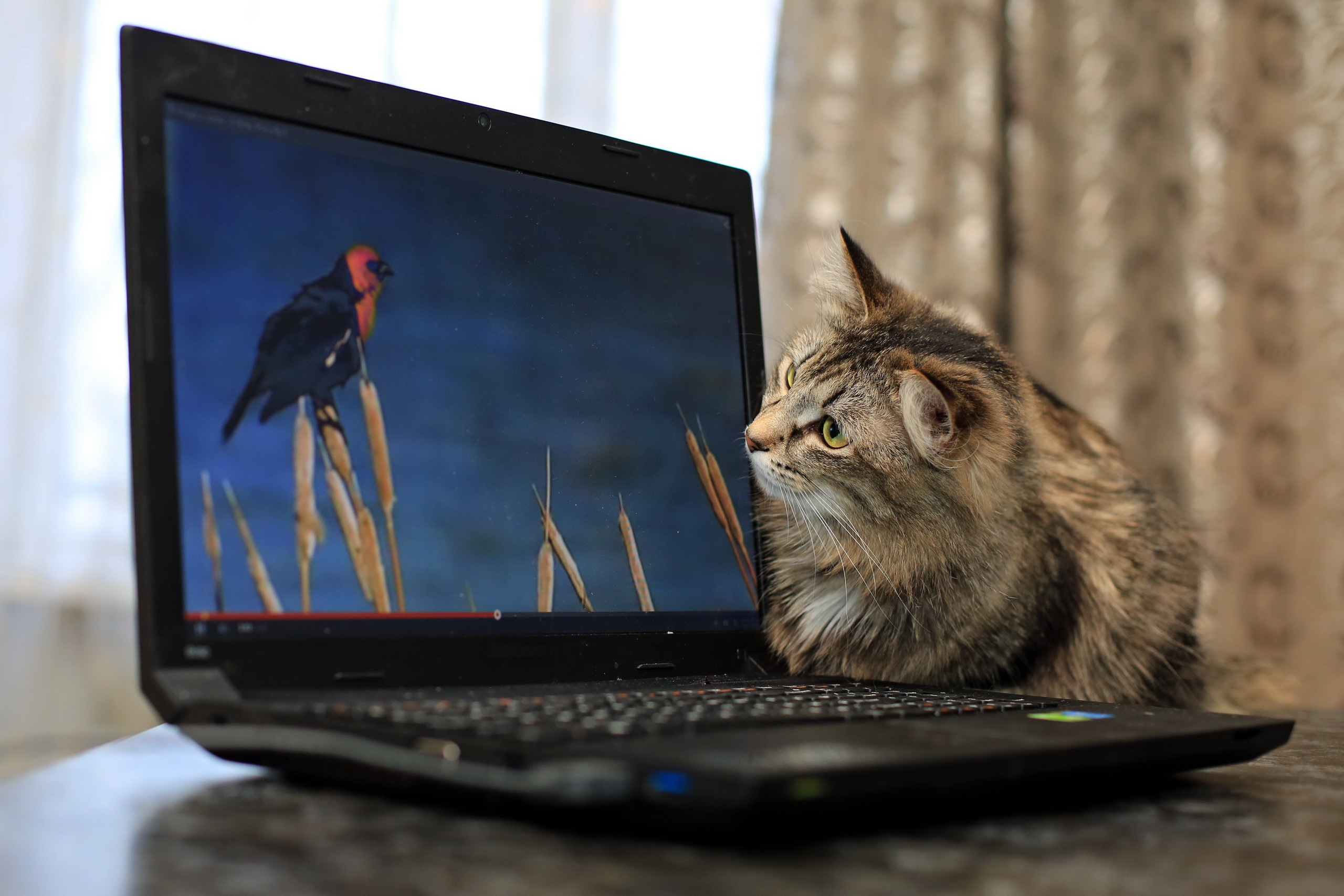 Просмотр на компьютере телевизор. Кошка с ноутбуком. Котик с компьютером. Кот и телевизор. Коты и компьютеры.