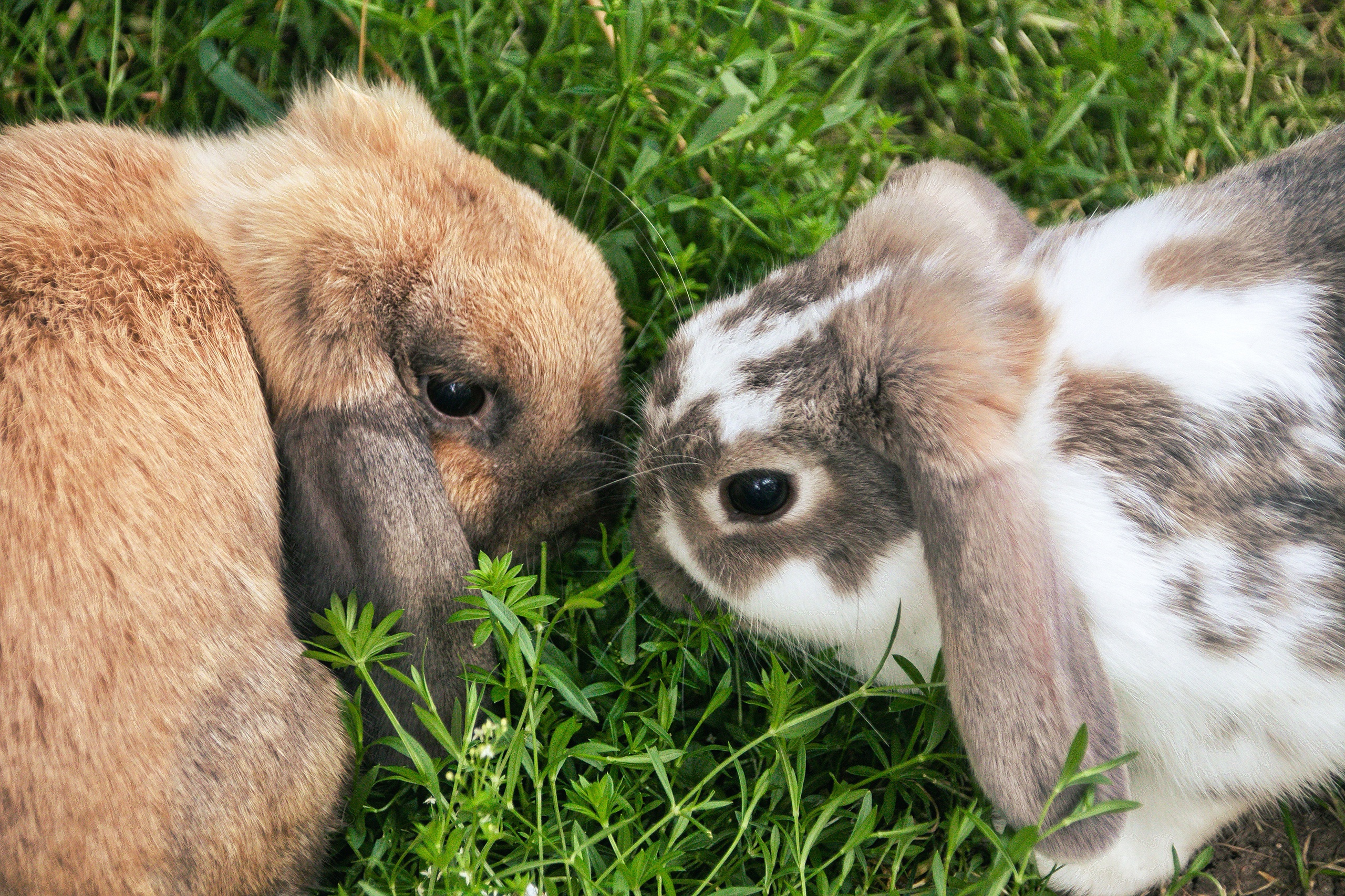 Зайка целует. Влюбленные кролики. Кролики парочка. Пара кроликов. Зайчики обнимаются.