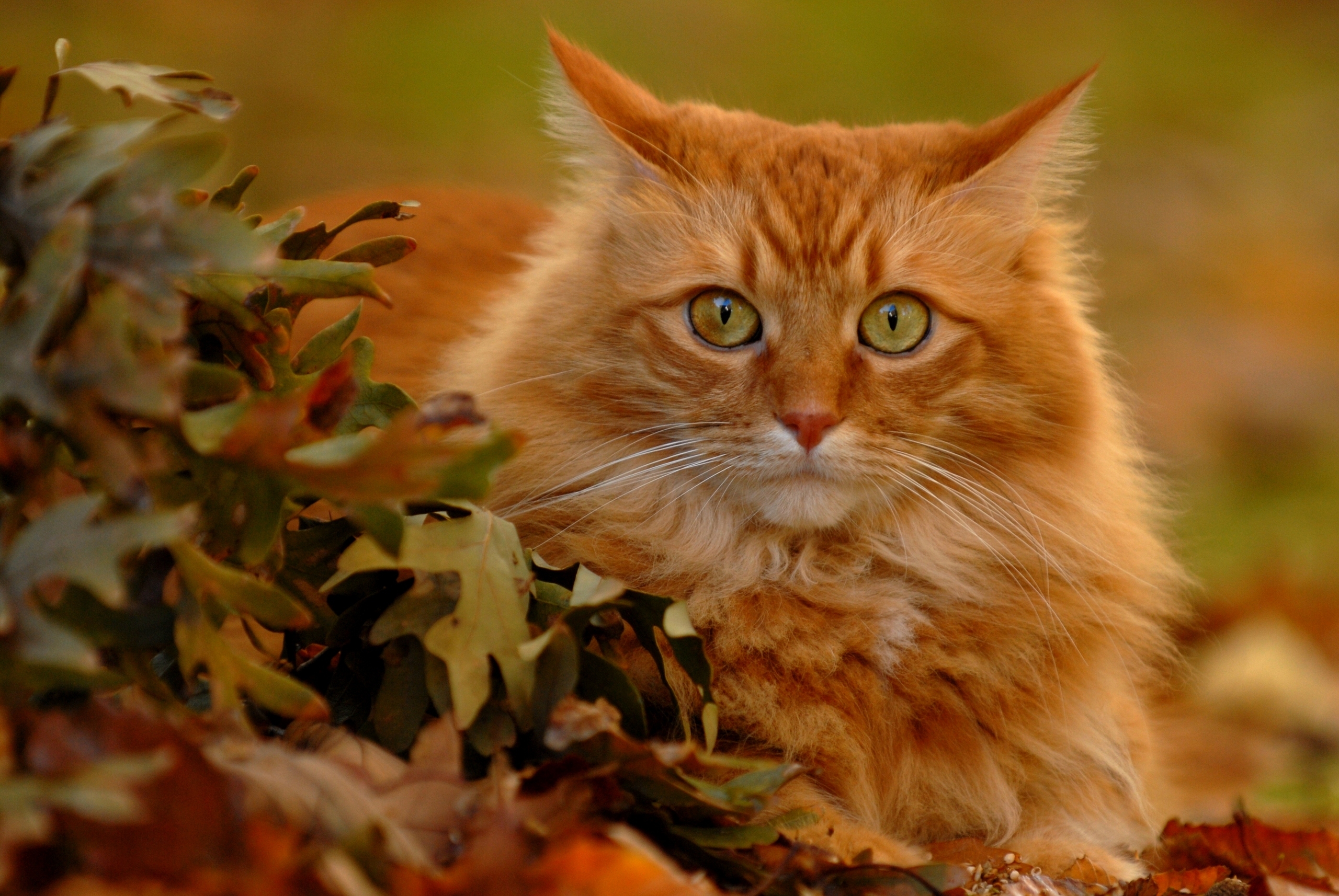 Открытки с рыжими котами. Рыжий кот. Рыжая кошка. Кот пушистый рыжий. Осенний кот.