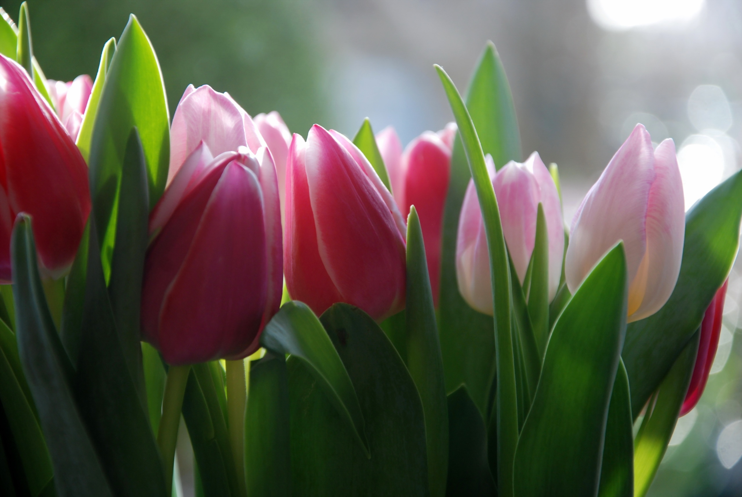 Сколько дарят цветов тюльпанов. Цветы тюльпаны. Красивые тюльпаны. Весенние тюльпаны.