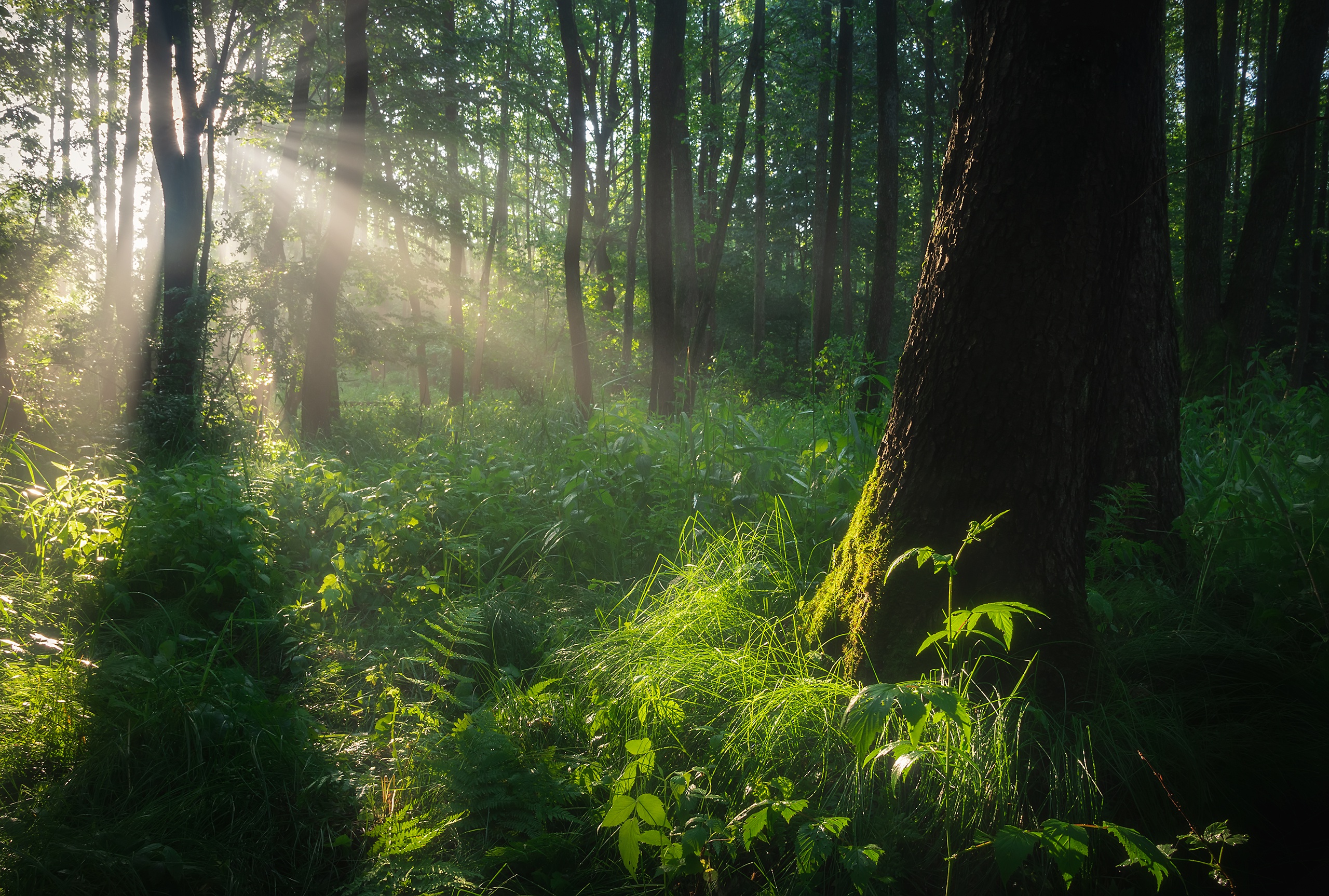 Обоя зелёный лес. Роль света в лесу. Фото с хорошим освещением лес. Лес свет от смотрителя. Новый свет лесной