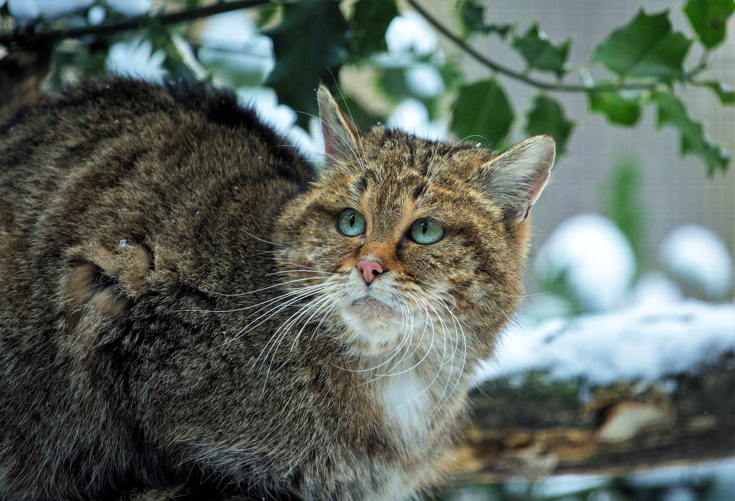 Кавказский кот. Европейский Лесной кот камышовый. Европейская Дикая Лесная кошка короткошёрстная. Сибирский дикий Лесной кот. Кавказская Лесная кошка Felis Silvestris Caucasica Тебердинский заповедник.