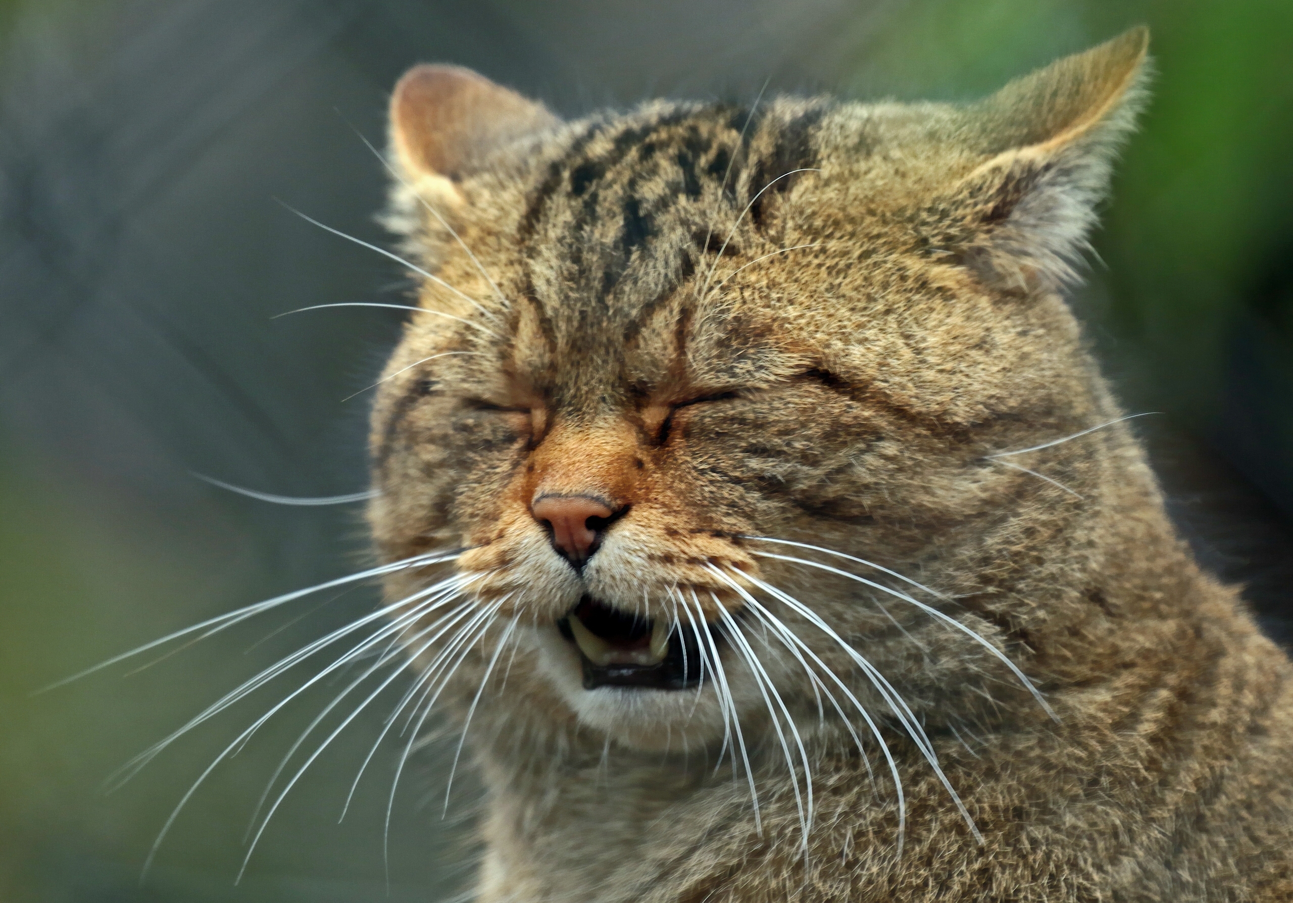 Дикий кипишь. Европейский Лесной кот камышовый. Среднеевропейский Лесной кот. Кавказский Лесной кот. Дикий Лесной кот.