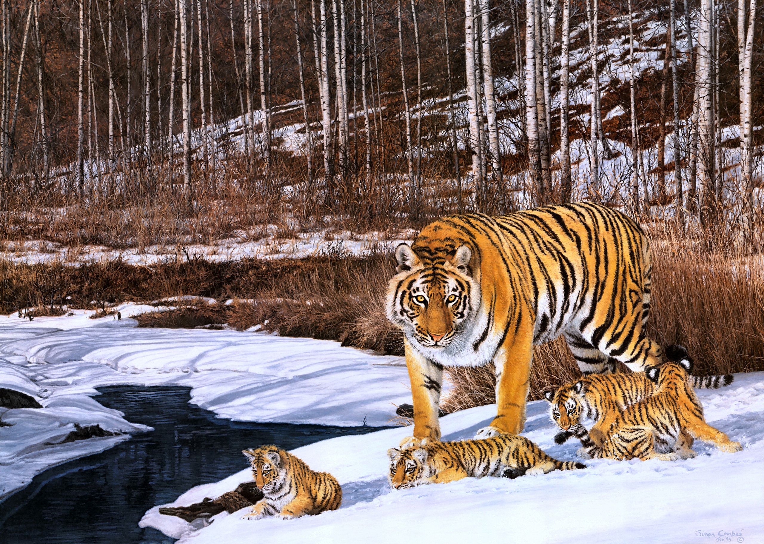 Тигр образует реку. Амурский тигр. Художник Simon Combes. Амба тигр Уссурийский. Амурский тигр тигры.