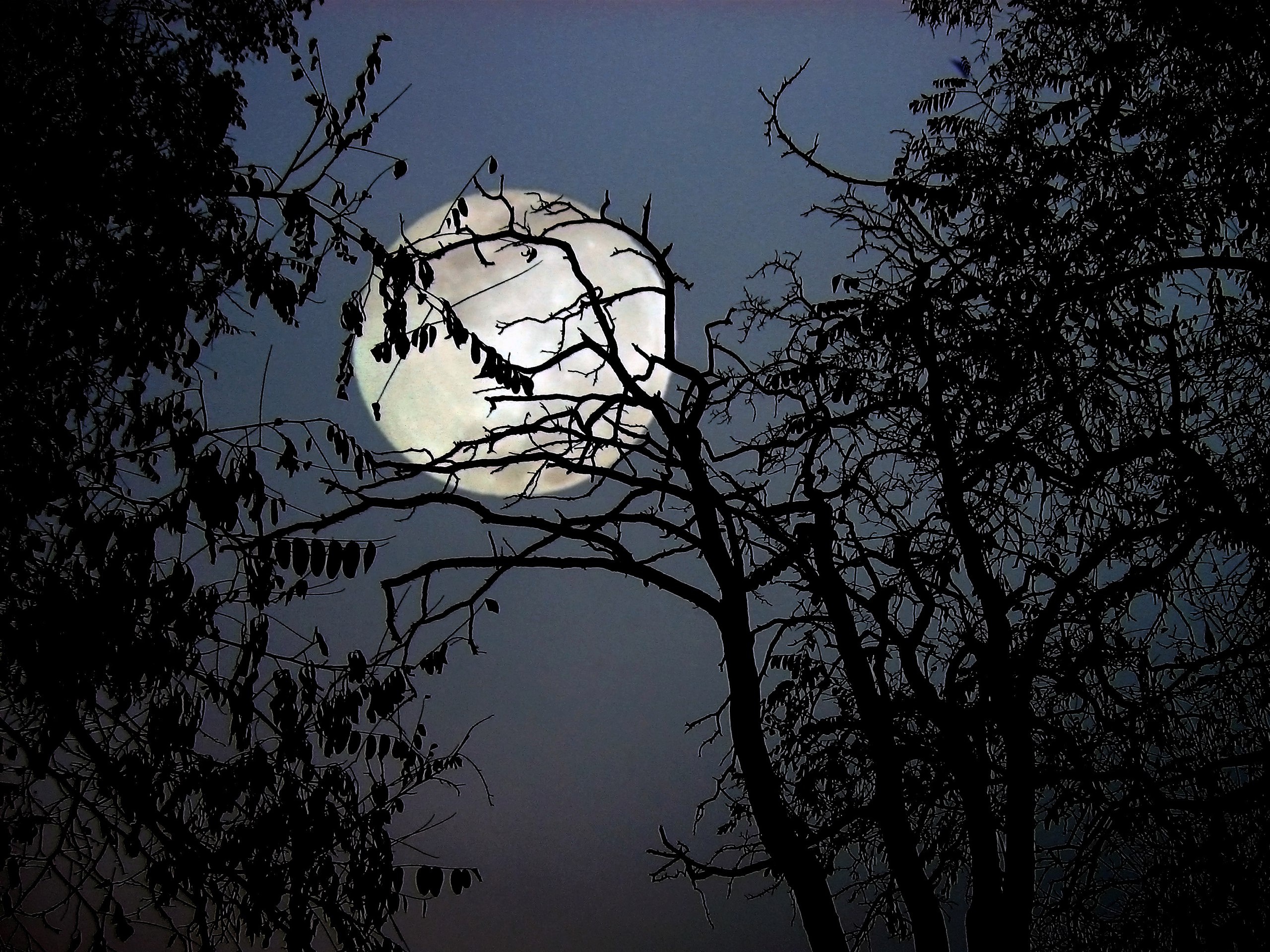 Луна сквозь деревья. Луна в ветвях деревьев. Луна сквозь ветви деревьев. Луна в ветках деревьев. Дерево ночью.