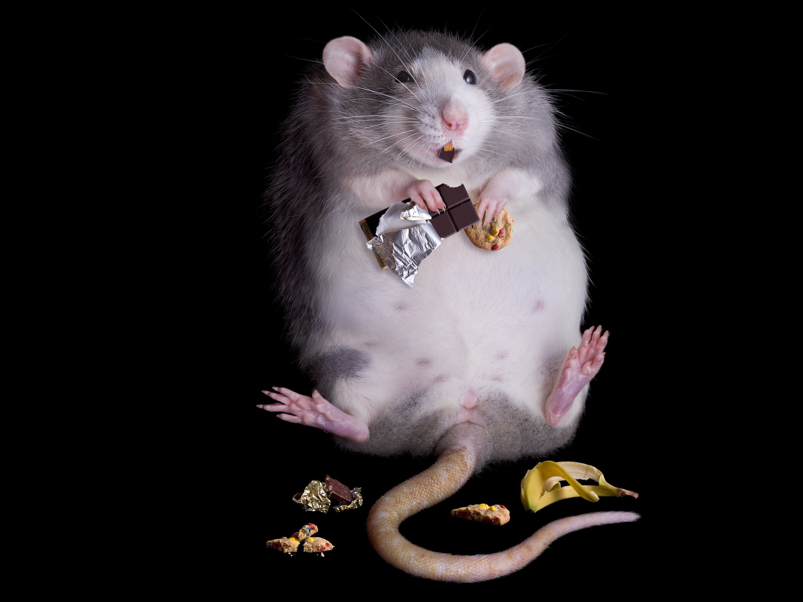Рабочая мышь. Толстая крыса. Смешные крысы. Толстая мышь. Толстый мышонок.