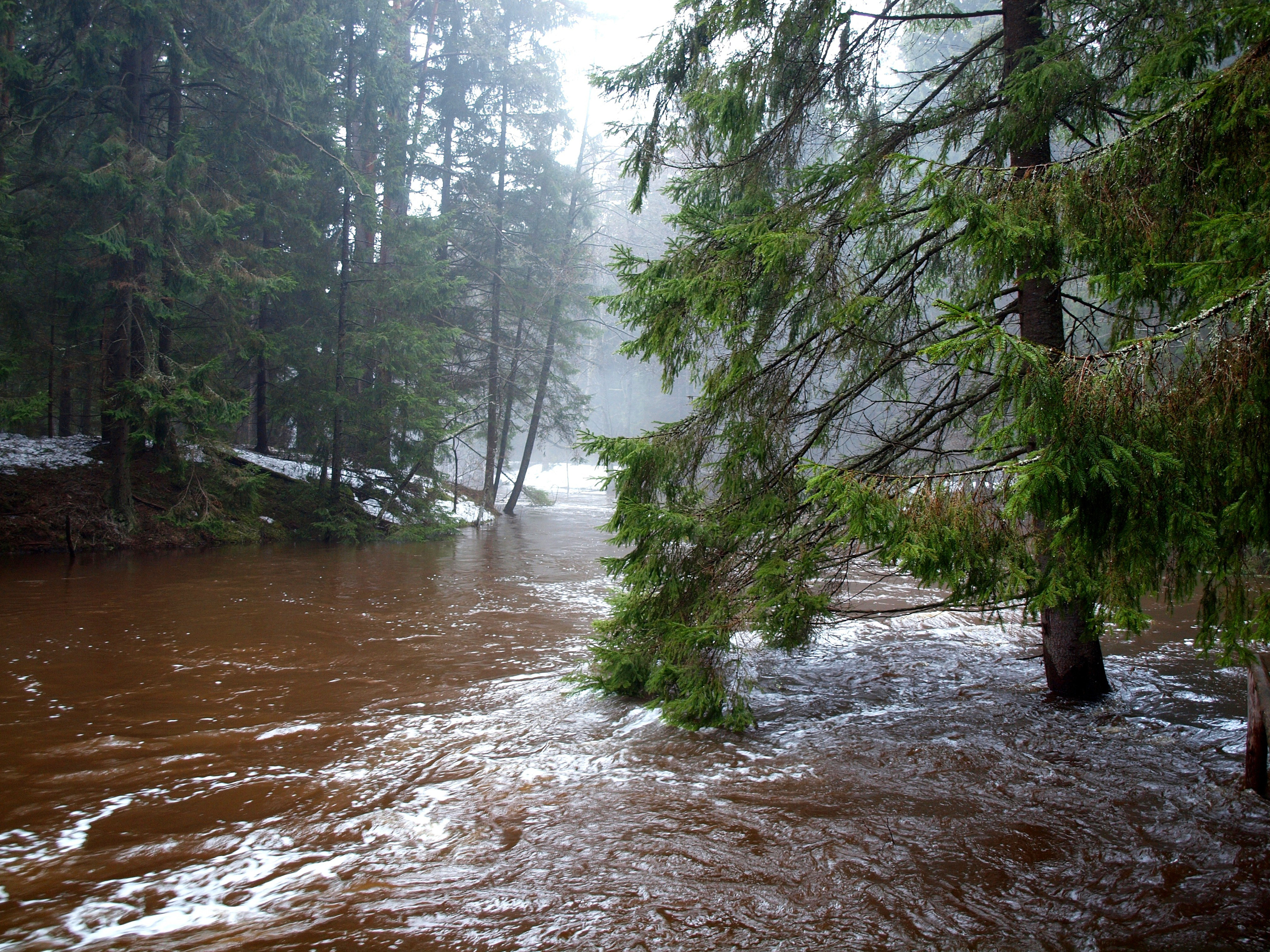 Сложные ситуации в лесу или на реке. Весенний разлив реки из за таяния снегов. Половодье в лесу. Наводнение в лесу.