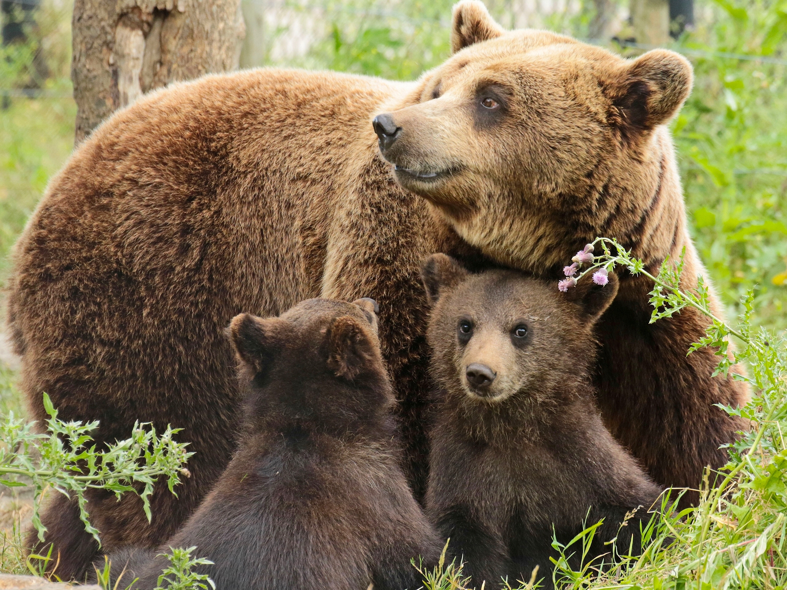 К чему снится много медведей. Бурый медведь с медвежатами. Детеныш бурого медведя. Медведь Гризли семейство. Семья медведей медведь Медведица медвежата.