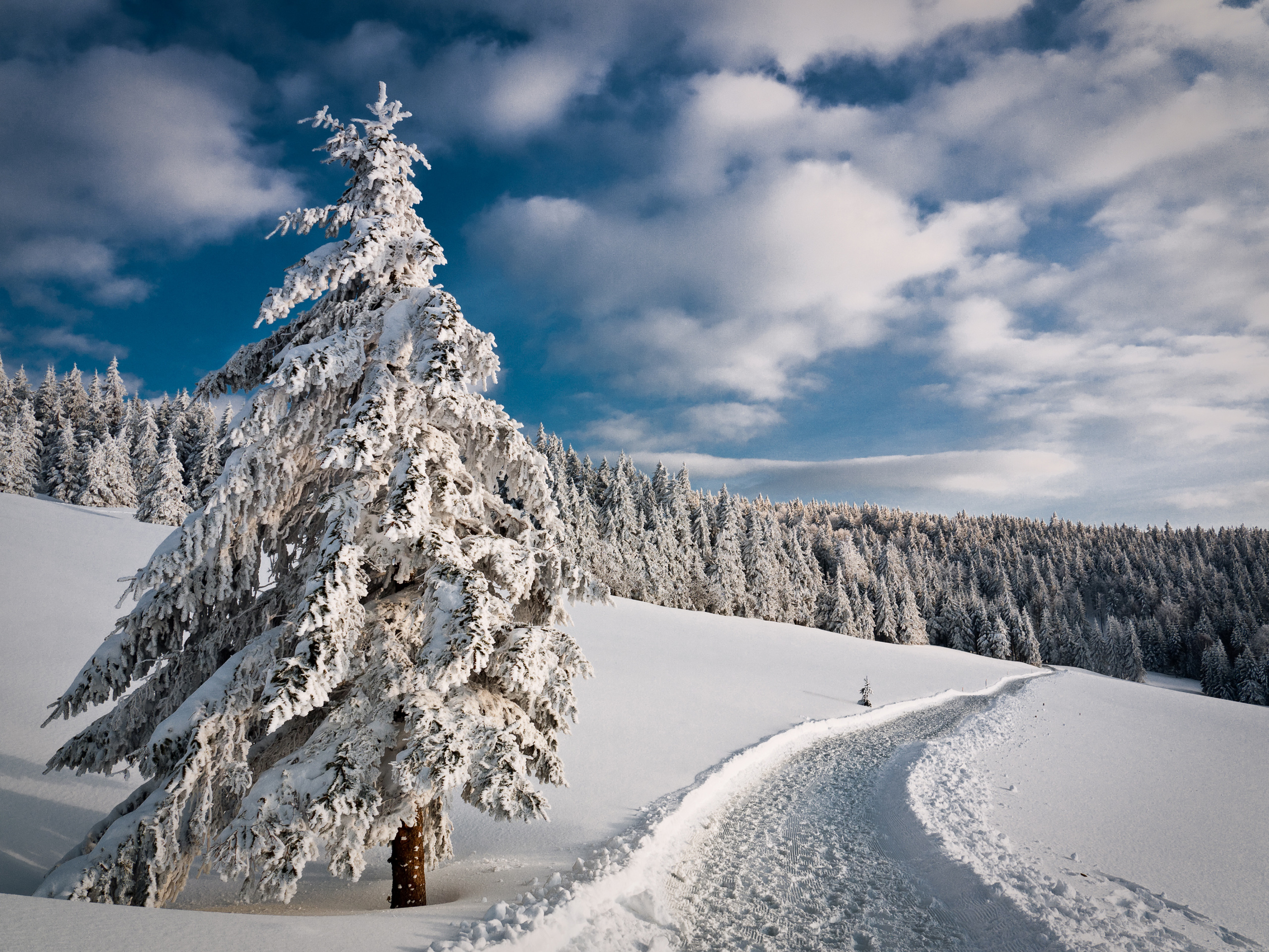 Красота ели. Природа зимой. Зима в России. Снежный пейзаж Россия. Снежные просторы.