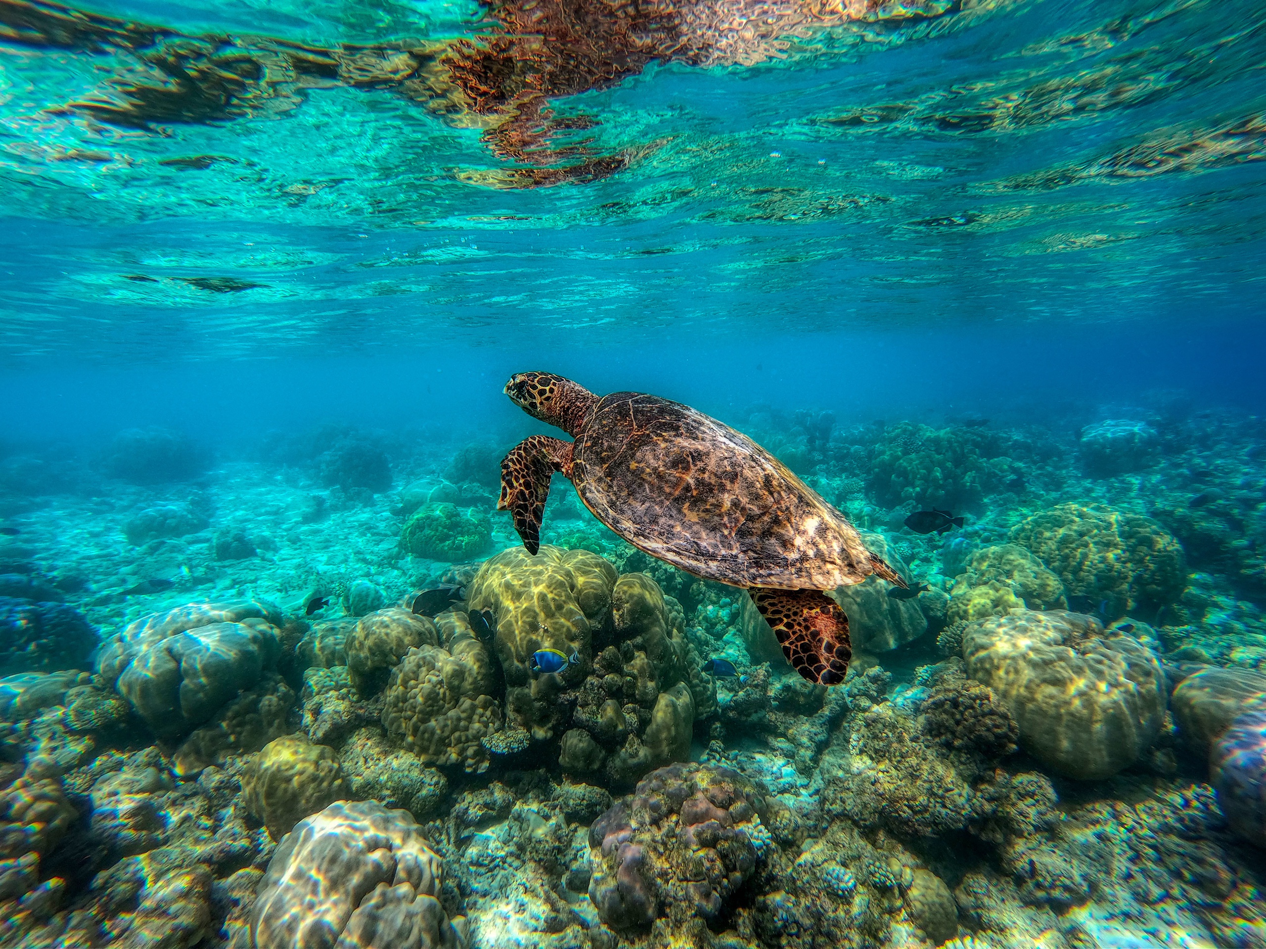 Морские обитатели морская черепаха. Черепаший риф Мальдивы. Остров тартл (Черепаший остров). Морская черепаха бисса. Морская черепаха индийского океана.