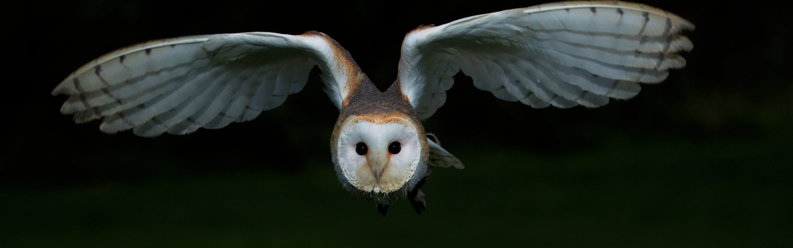 Barn Owl, widescreen photograph of white and black owl, bird free download