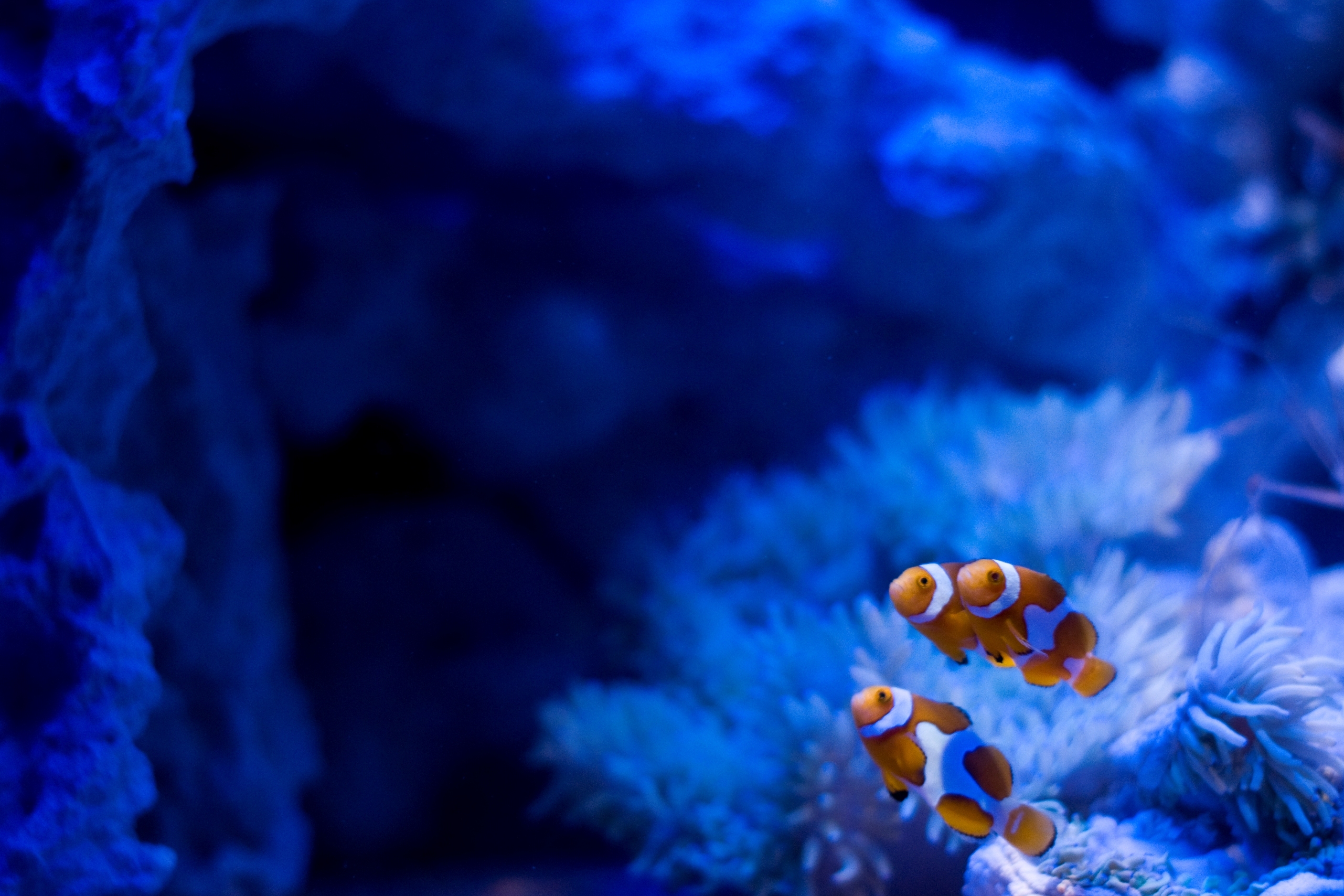 Камни вода рыбы. Морская актиния синяя. Голубые водоросли. Морское дно. Подводный мир кораллы.
