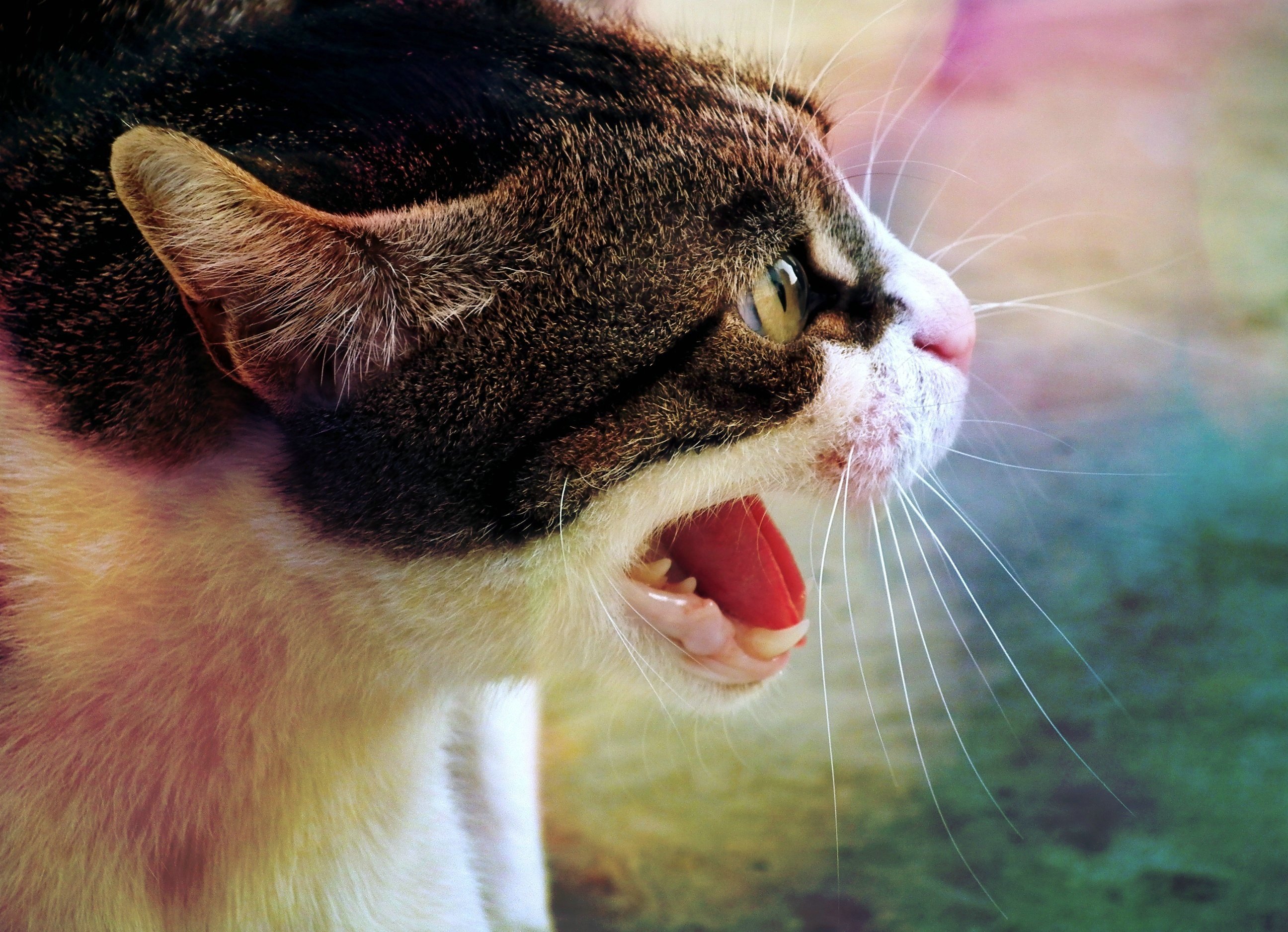 Агрессивные звуки котов. Агрессия у кошек. Кошка крупным планом. Злая кошка.