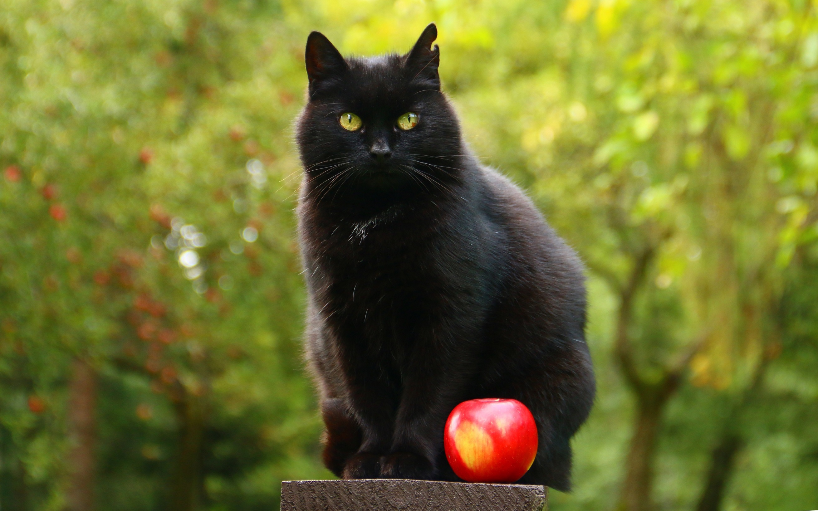 Черная кошка бывает. Чёрный кот. Черные коты. Красивый черный кот. Красивые черные коты.