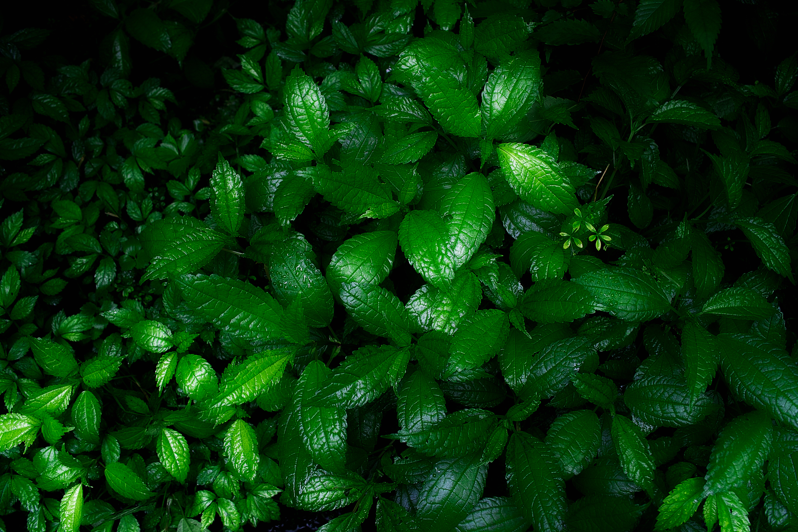 Зеленые картинки. Зелёные растения. Темно зеленые листья. Темно зеленые растения. Красивая зелень.
