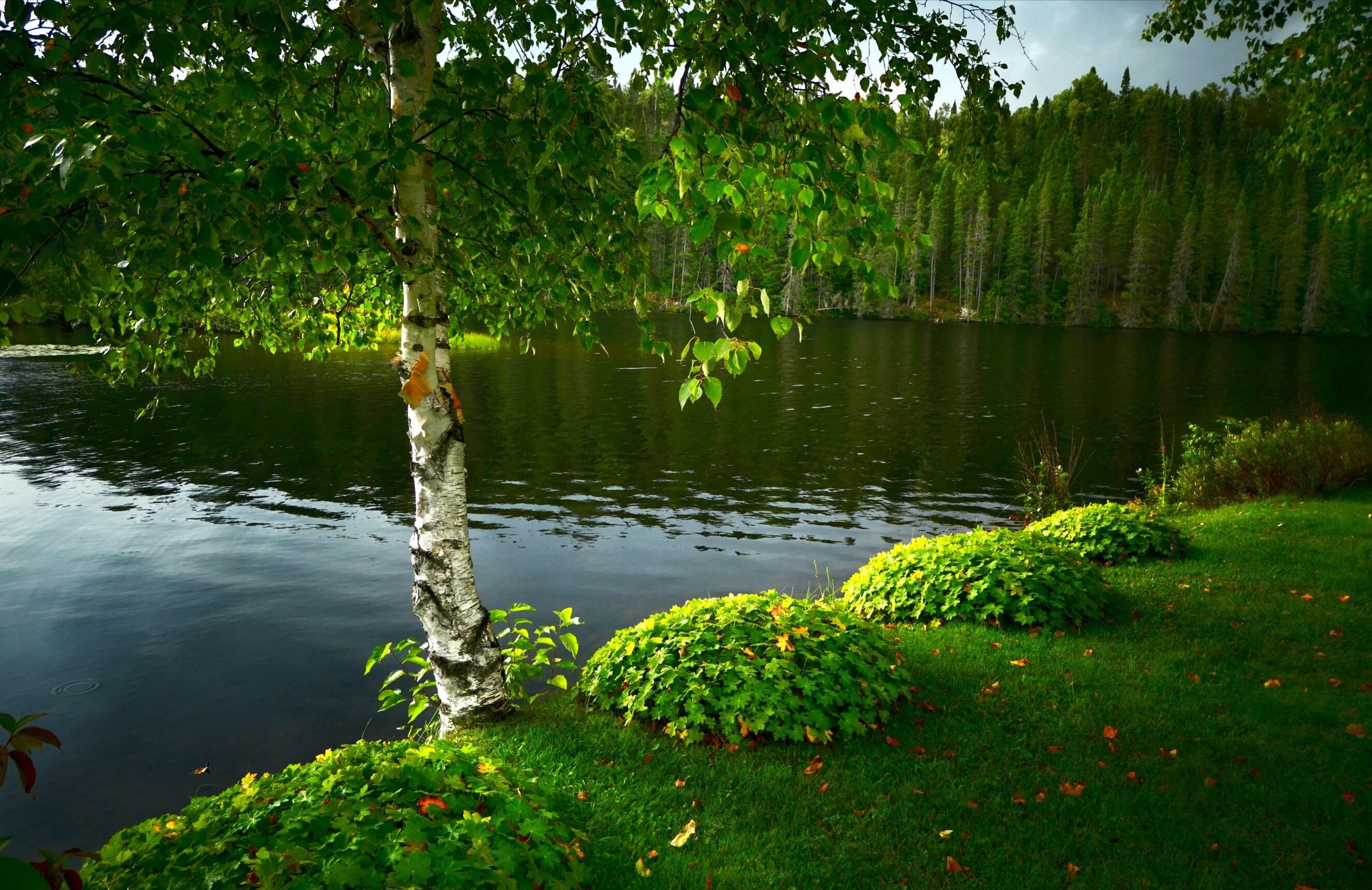 озеро с деревом