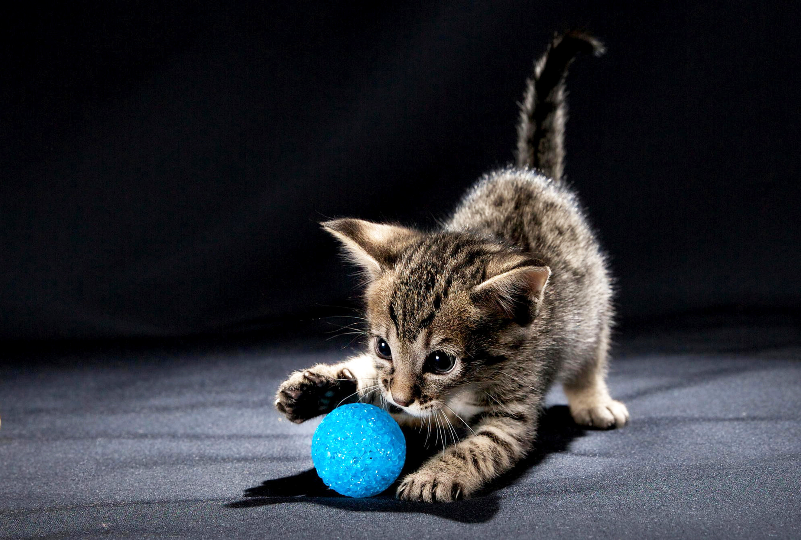 Киса руки. Котенок с мячиком. Мячик для кота. Котенок играет. Котята играются.