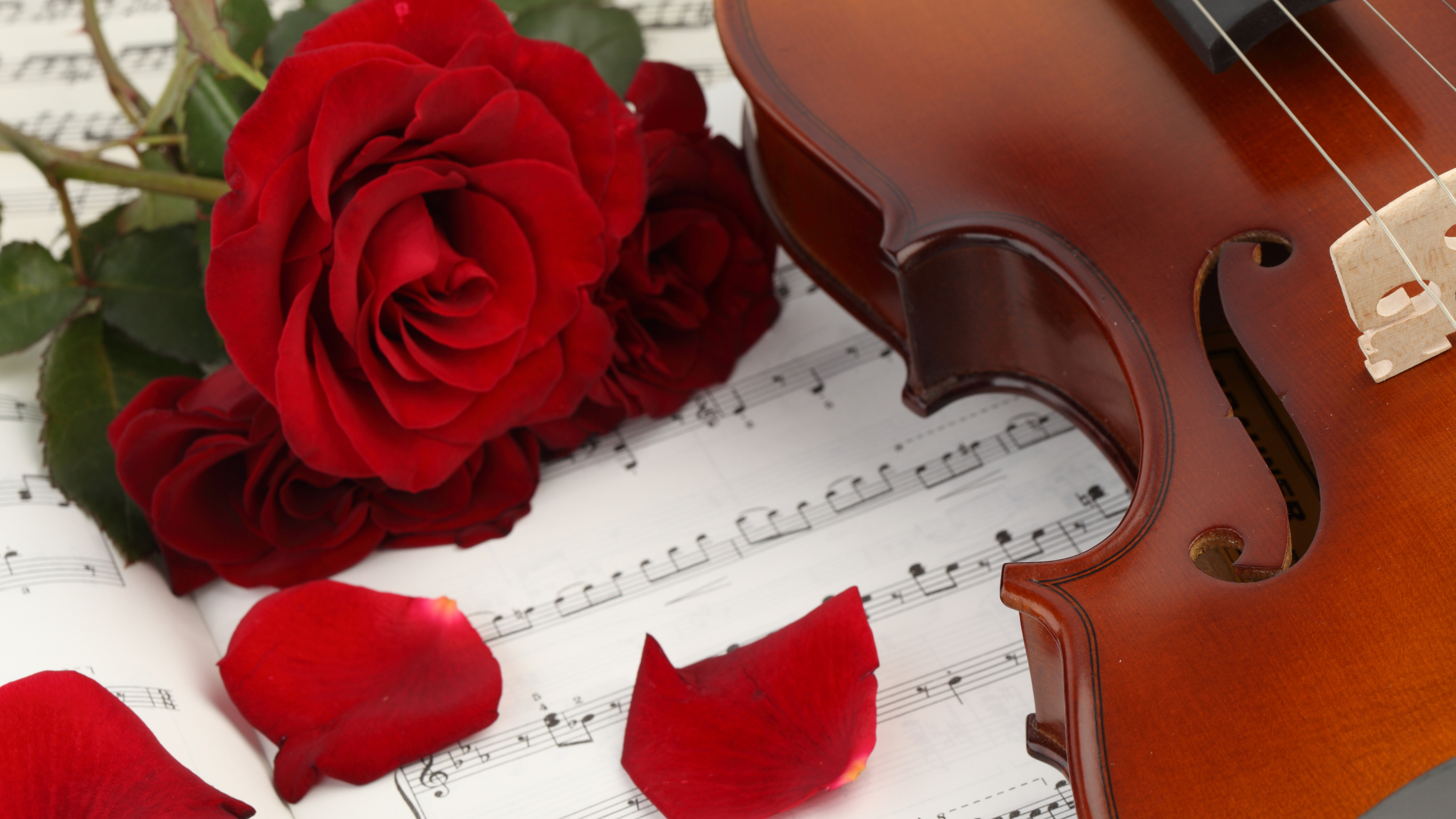 Нежная музыка скрипки. Музыкальные инструменты и цветы. Скрипка. Розы и музыкальные инструменты. Рояль с цветами.