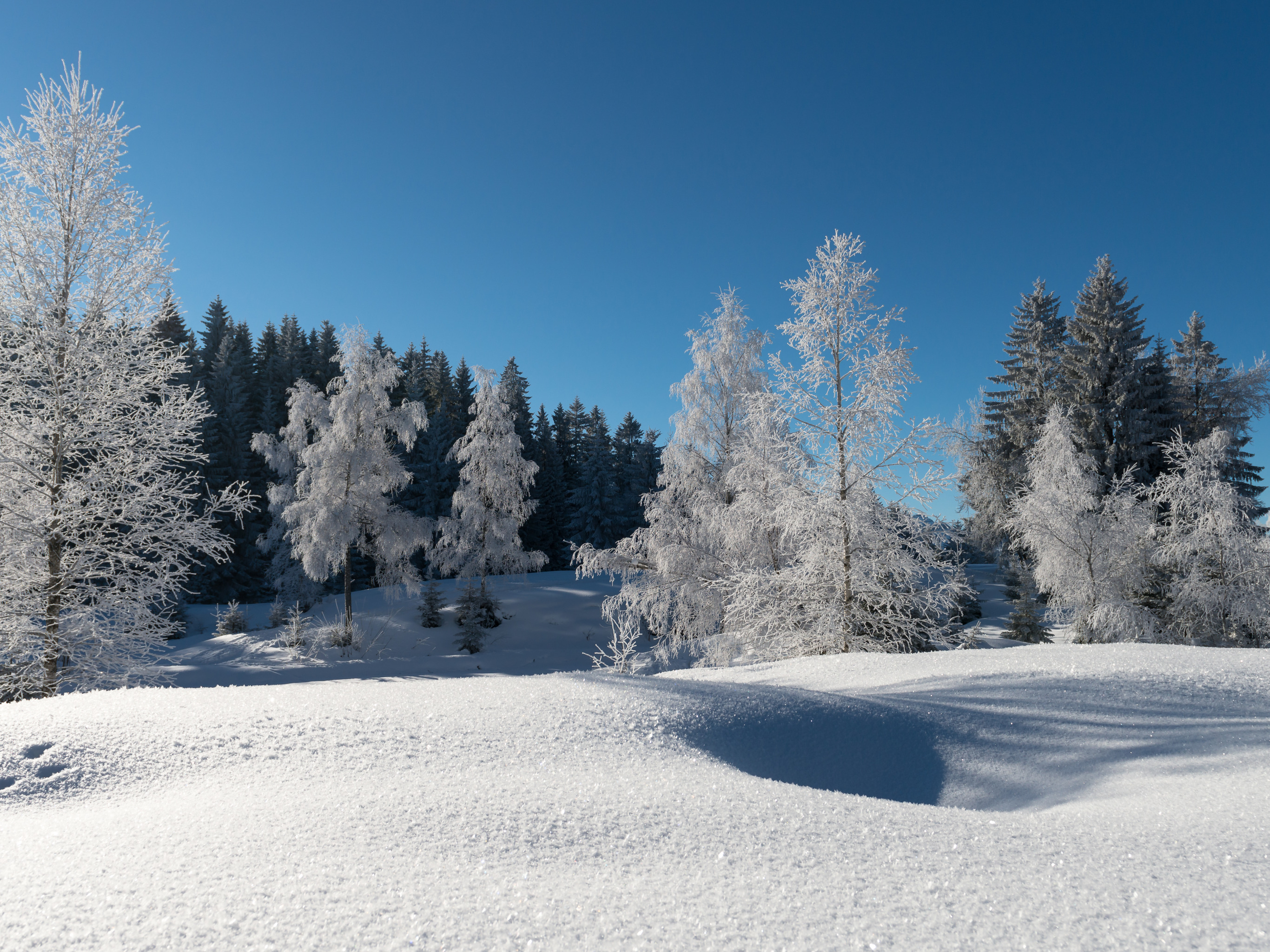 Картинка зимний период. Зимний лес. Зимний пейзаж. Зимняя природа. Зимой в лесу.