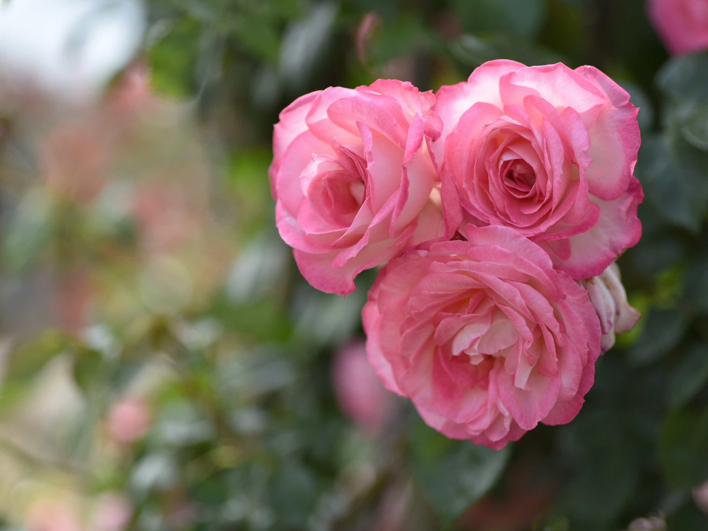 Розе трио. Kale розы розовые. Pink Rose.