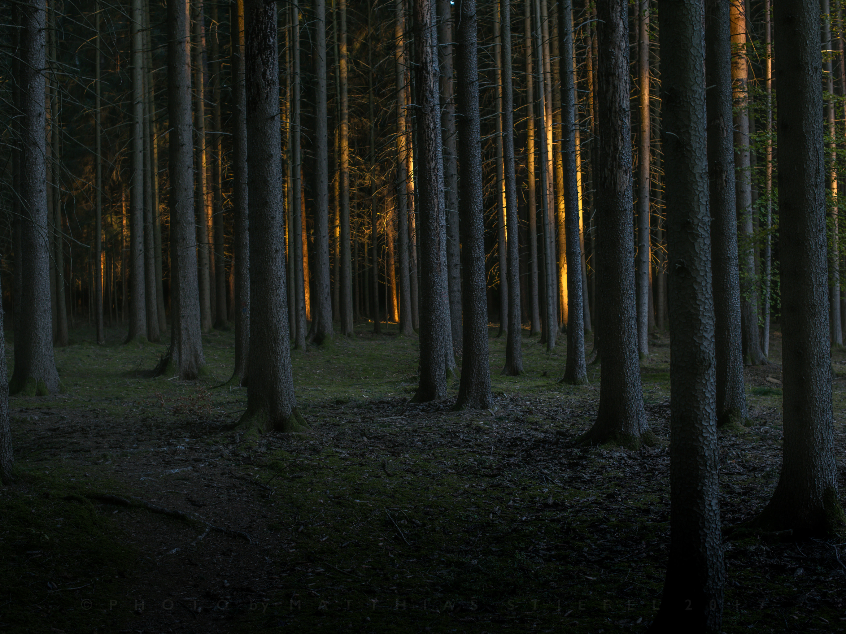 Even wood. Темный лес Твайлайт Форест. Форкс лес Эстетика. Форкс Сумерки Эстетика. Эстетика лес Форкс ночь.