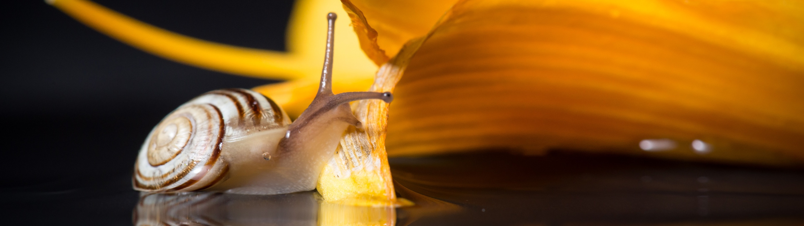 макро, цветы, улитка