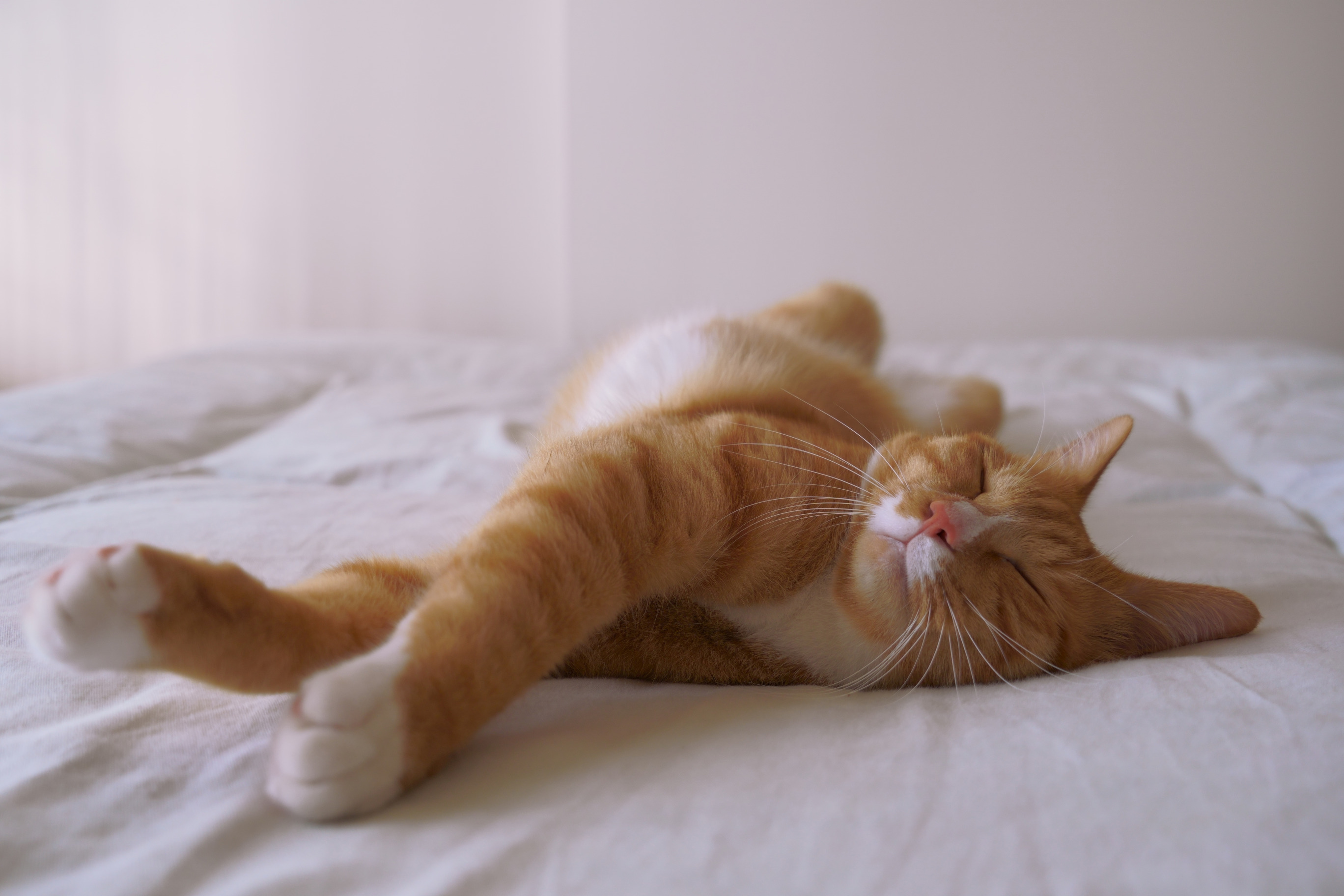 Песня спящего кота. Кот потягивается. Рыжий кот потягивается. Кошка потягивается в кровати. Коты спят потягиваются.